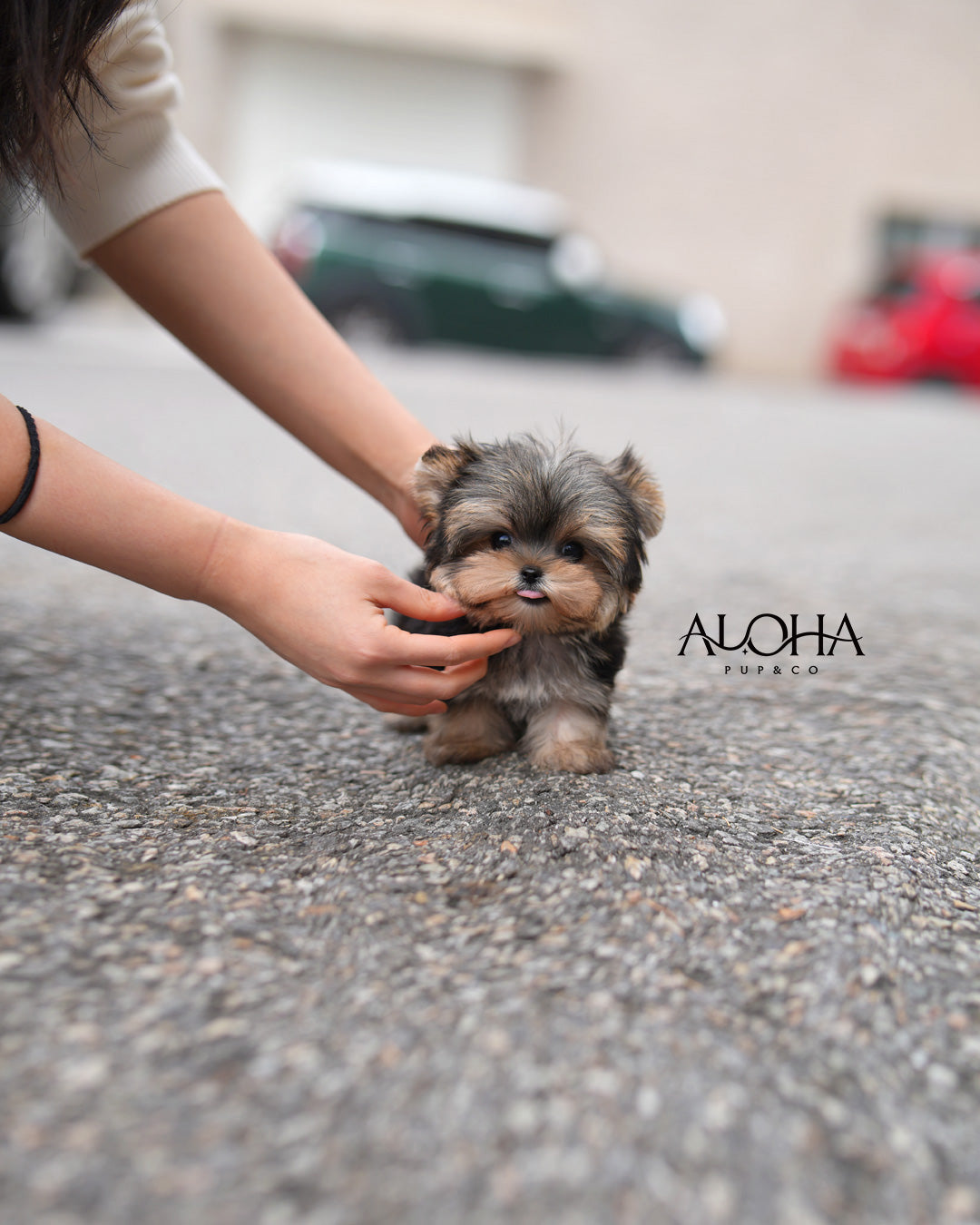 Boba [Teacup Morkie]