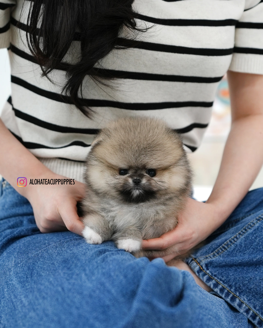 Pixie [POMERANIA TAZA DE TÉ]