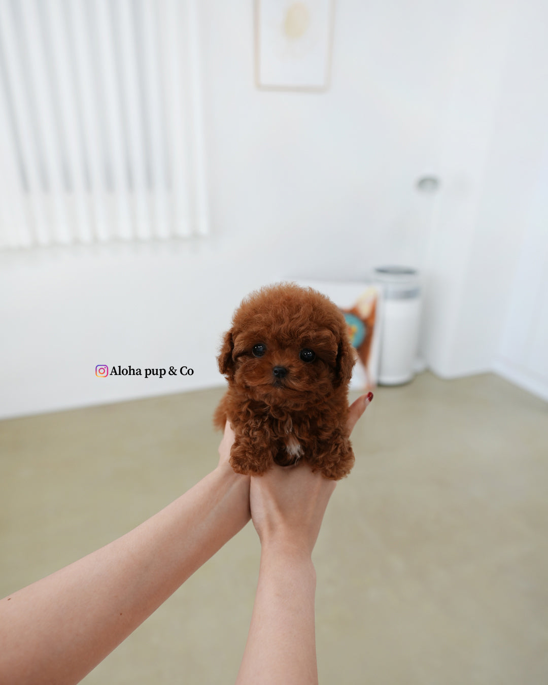 Hani [TEACUP POODLE]