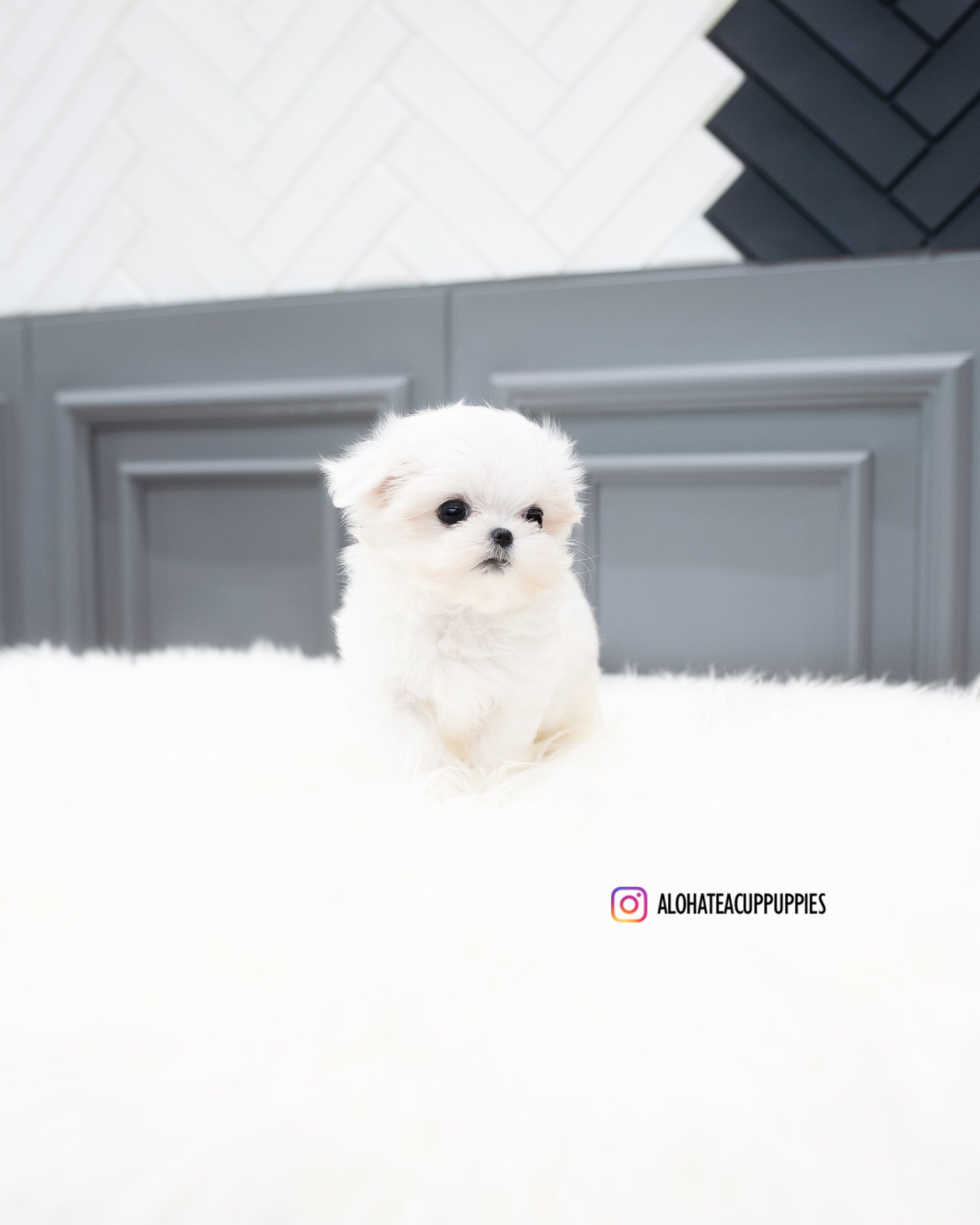 Rosie [TEACUP MALTESE]