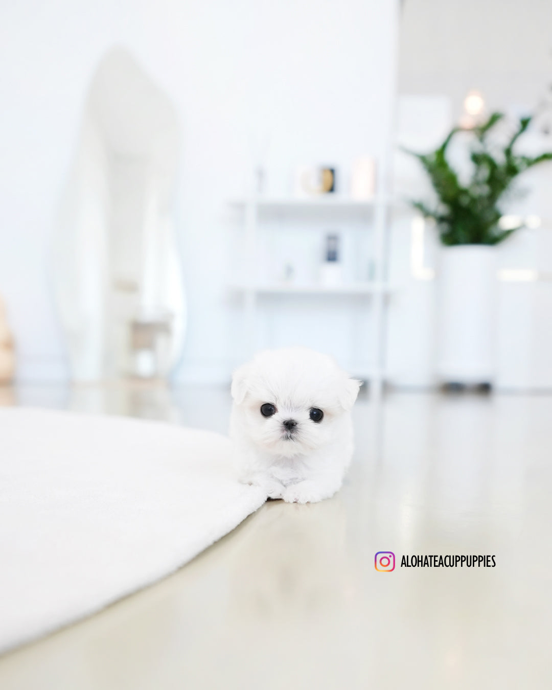 Joel [TEACUP MALTESE]
