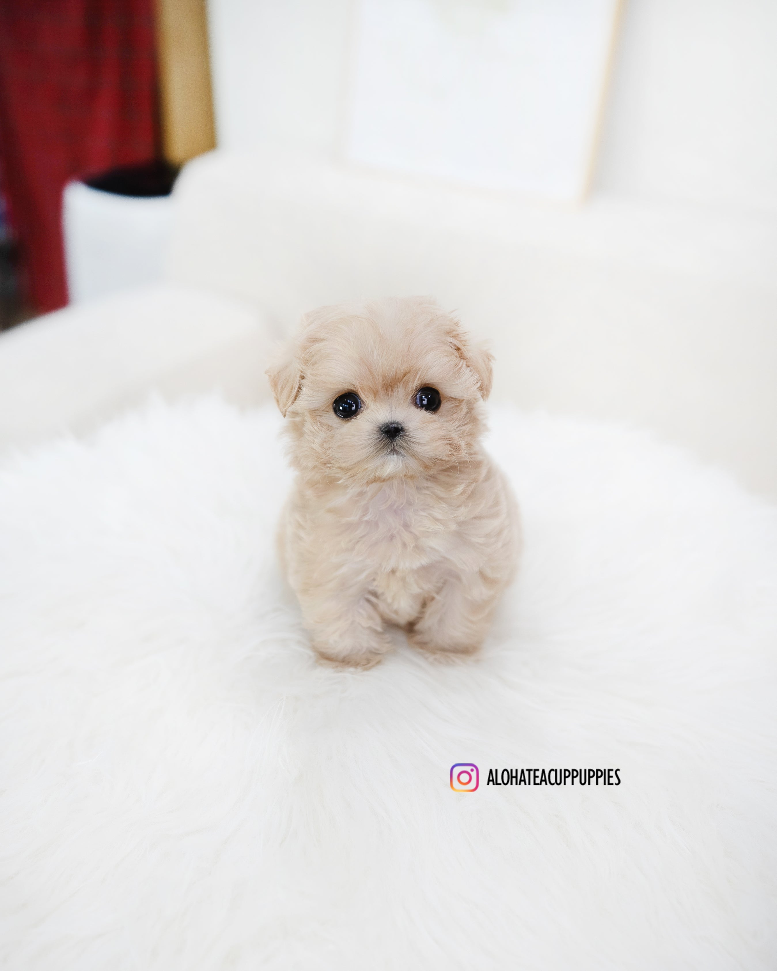 Romio [TEACUP MALTIPOO]