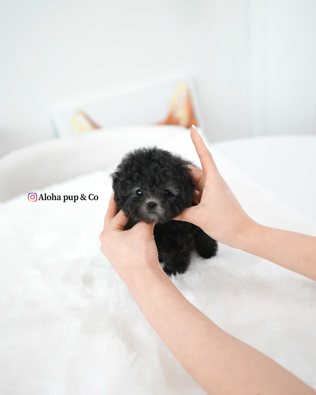 Rafe [TEACUP POODLE]