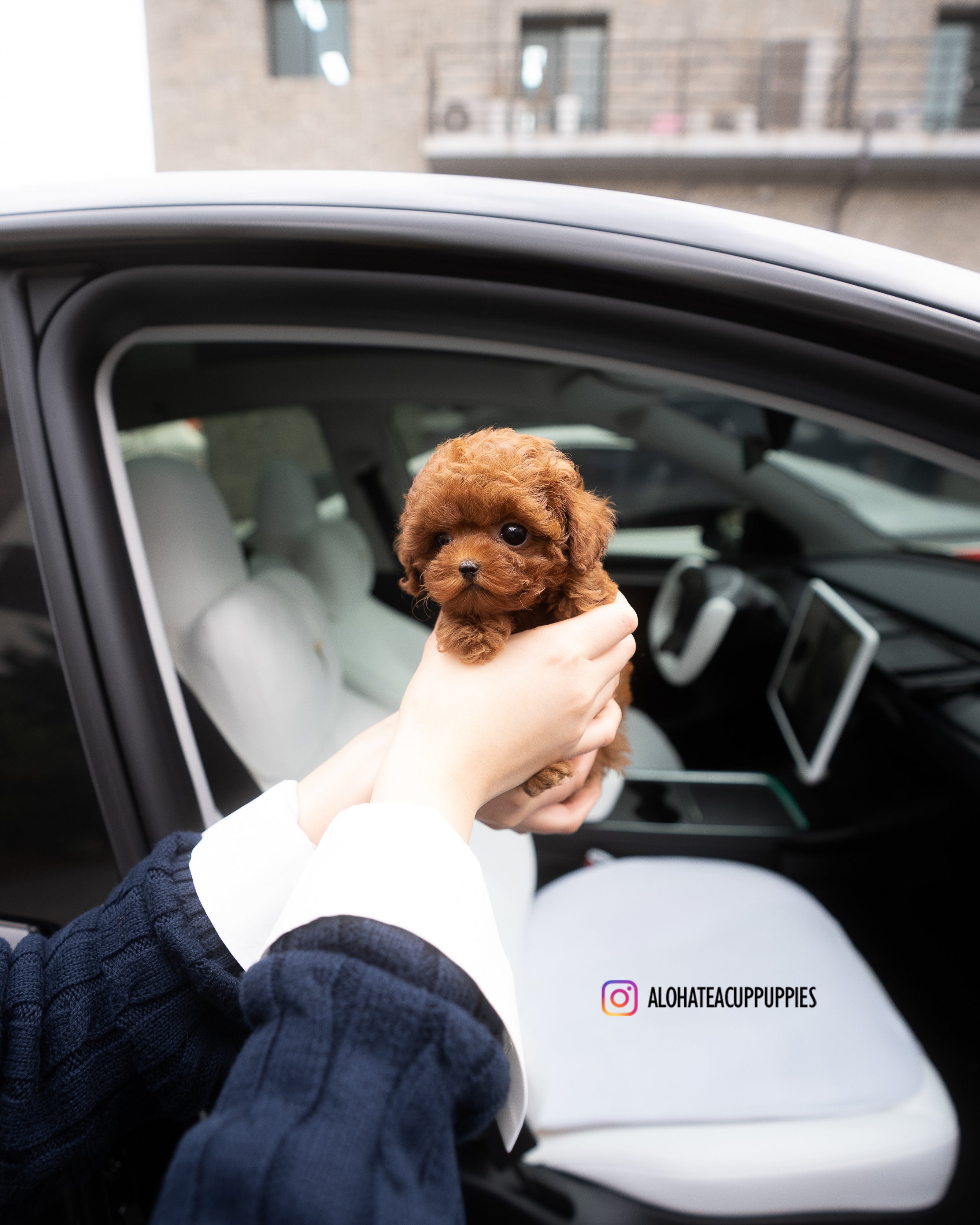 Jane [TEACUP POODLE]