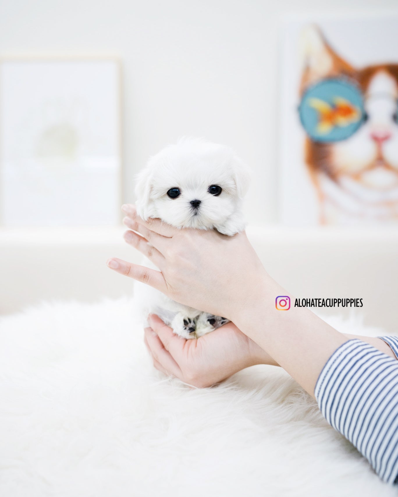 Petit [TEACUP MALTESE]
