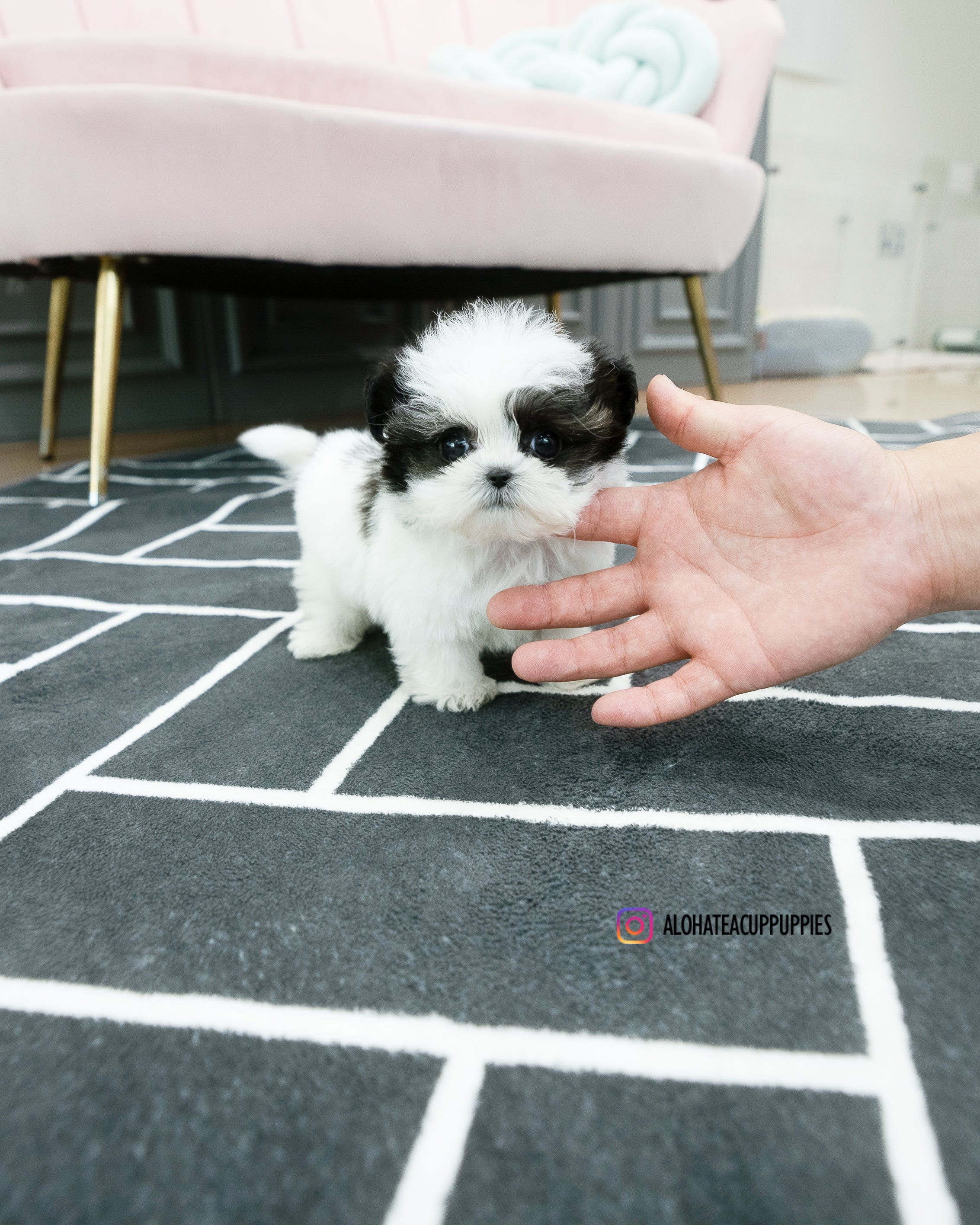 Colin [TEACUP MALTIPOO]