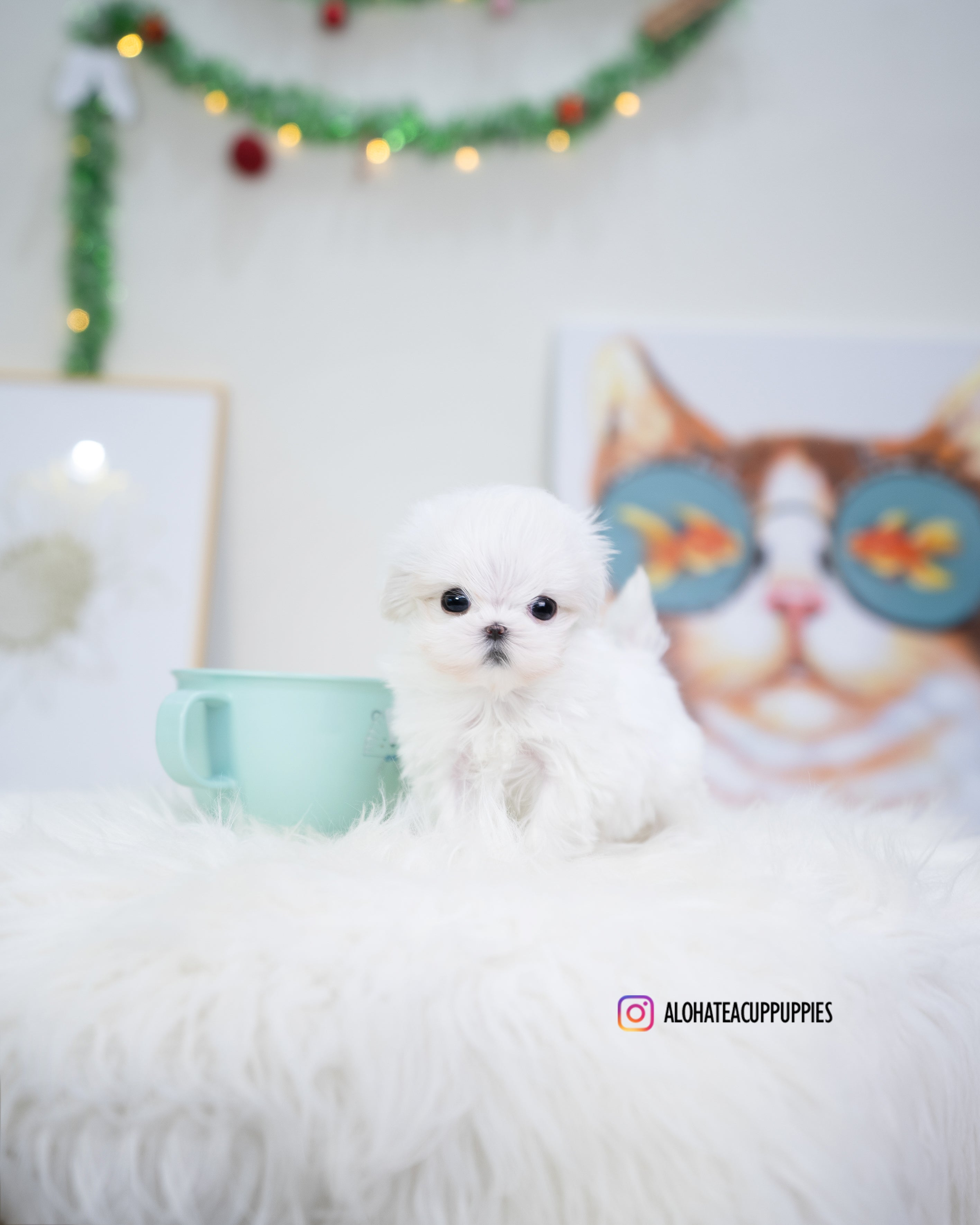 Tiffany [TEACUP MALTESE]
