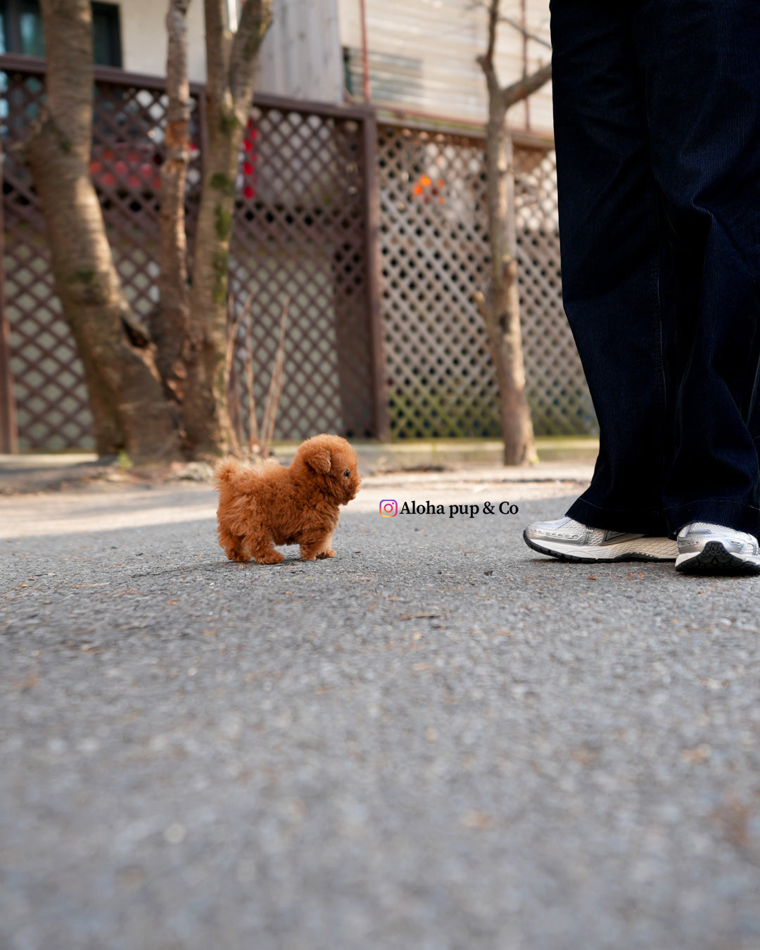 Kit [TEACUP POODLE]