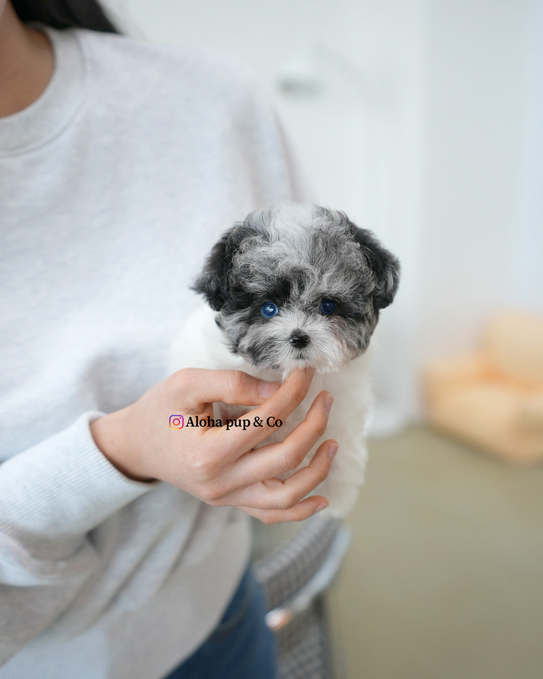 Kai [TEACUP POODLE]