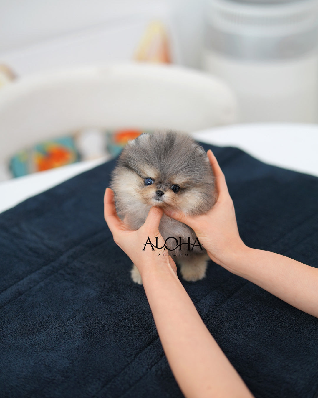 Poco [TEACUP POMERANIAN]