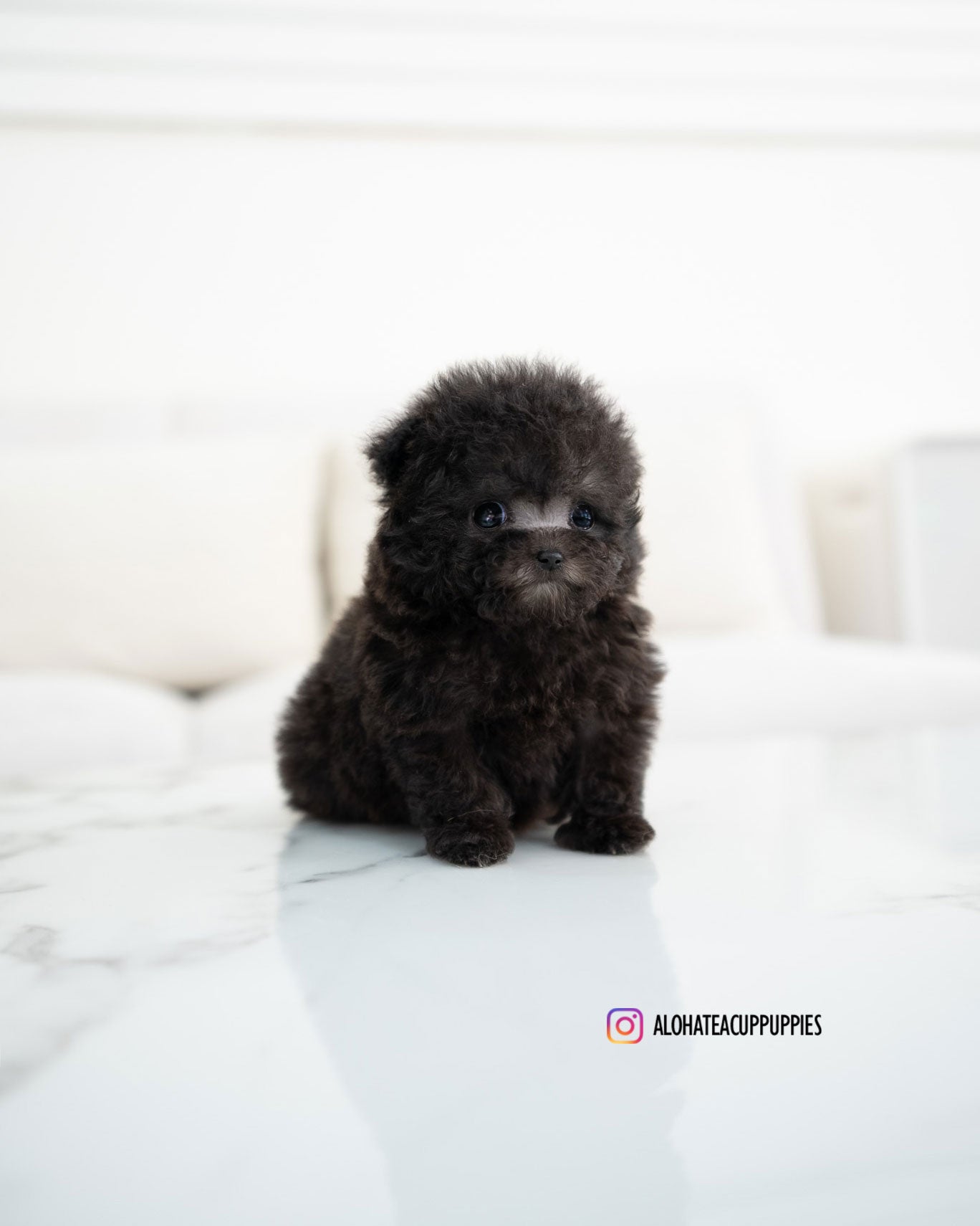 Riley [TEACUP POODLE]