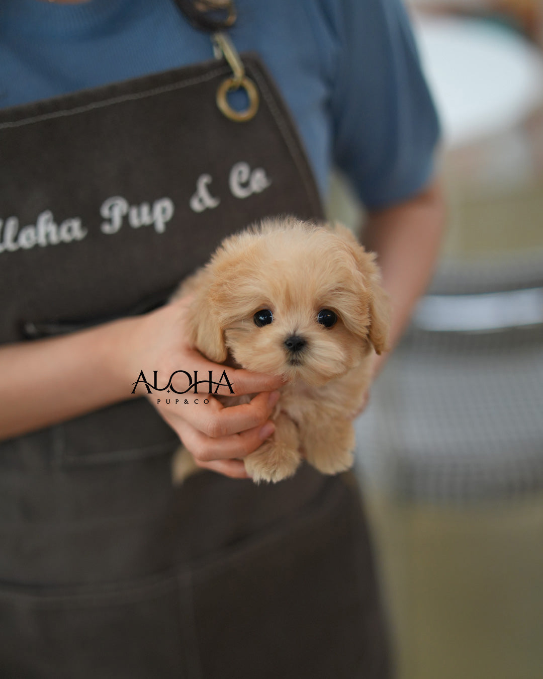 Jay [TEACUP MALTIPOO]