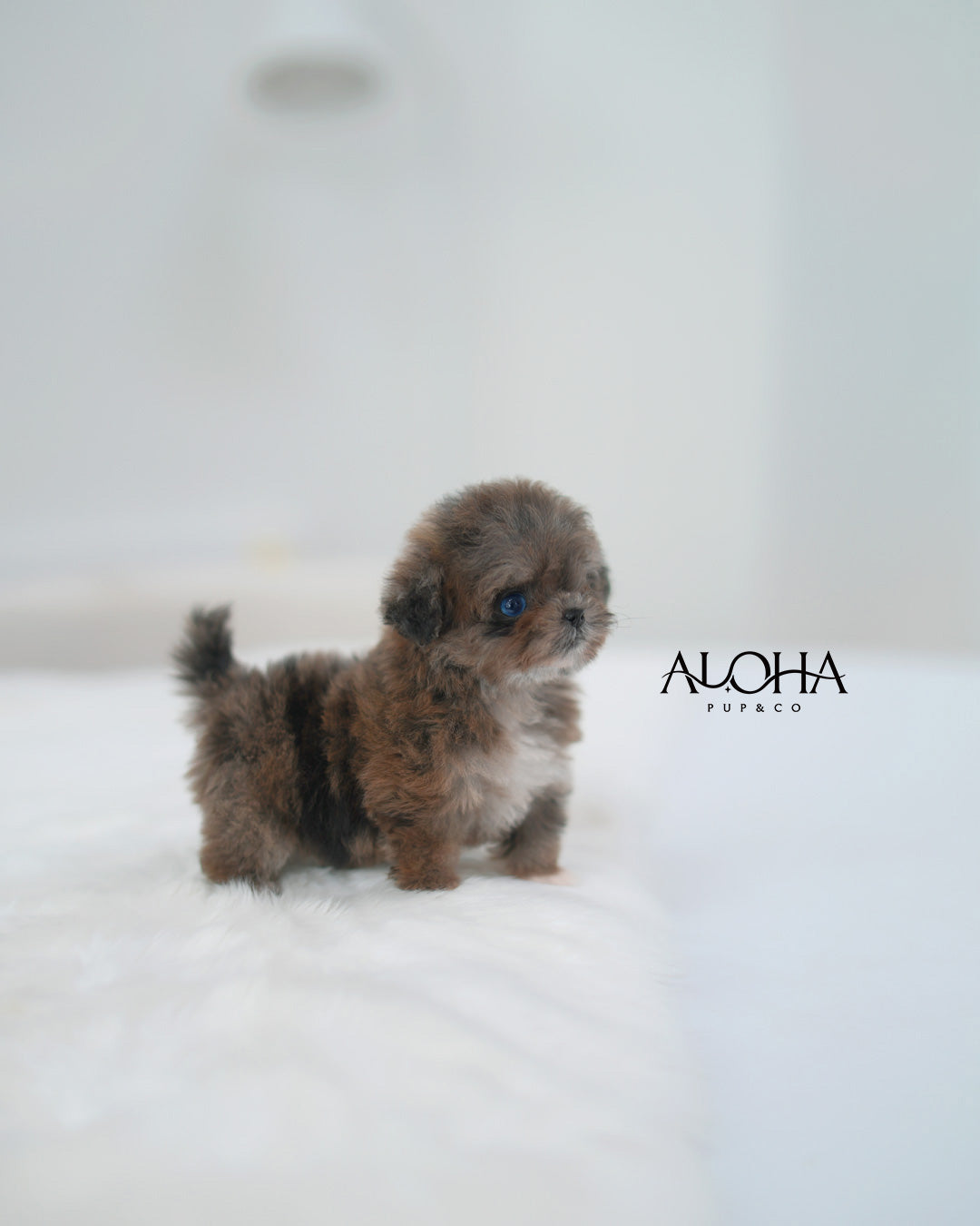 Maya [TEACUP MALTIPOO]