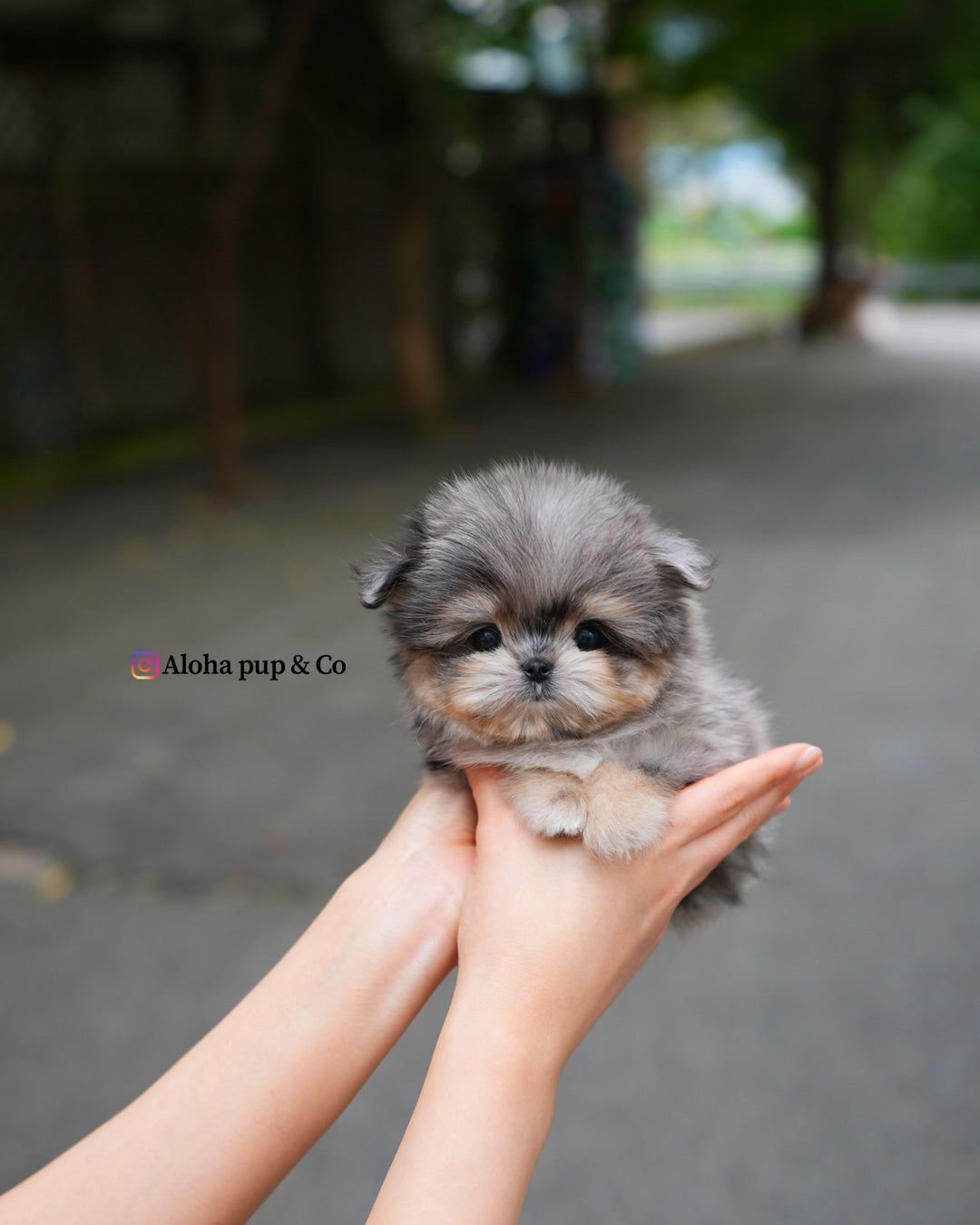 雨果 [茶杯马尔济斯博美犬]