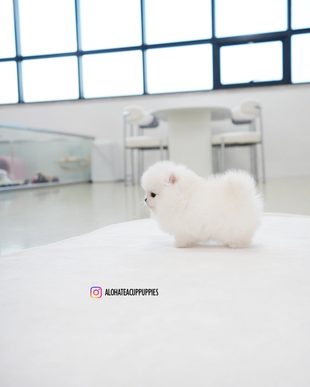 Bianca [POMERANIA TAZA DE TÉ]