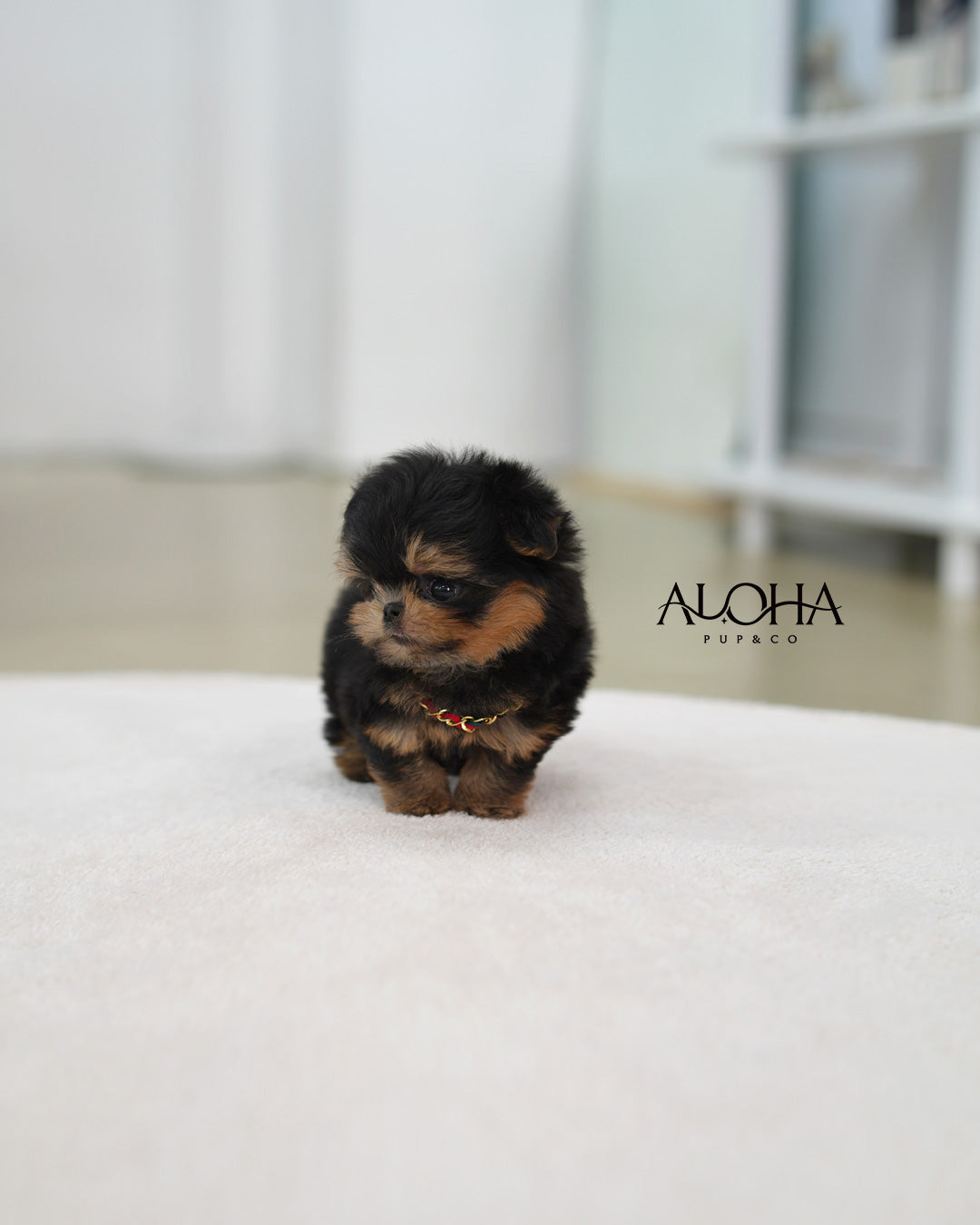 Cola [TEACUP MALTIPOO]