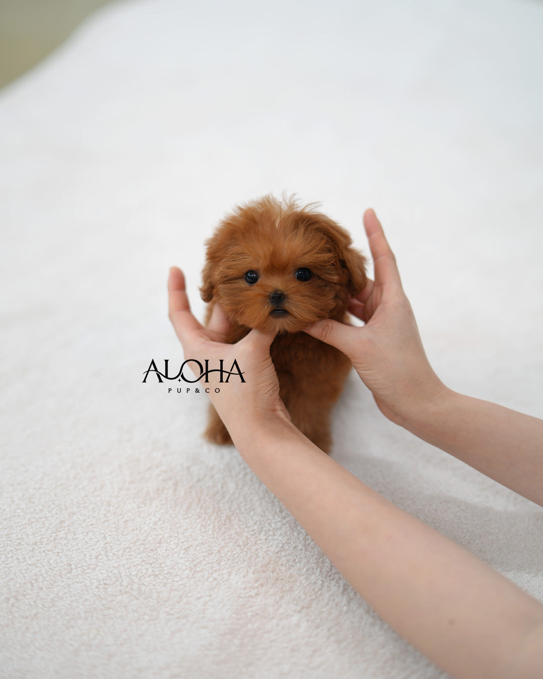 Lizzy [TEACUP MALTIPOO]