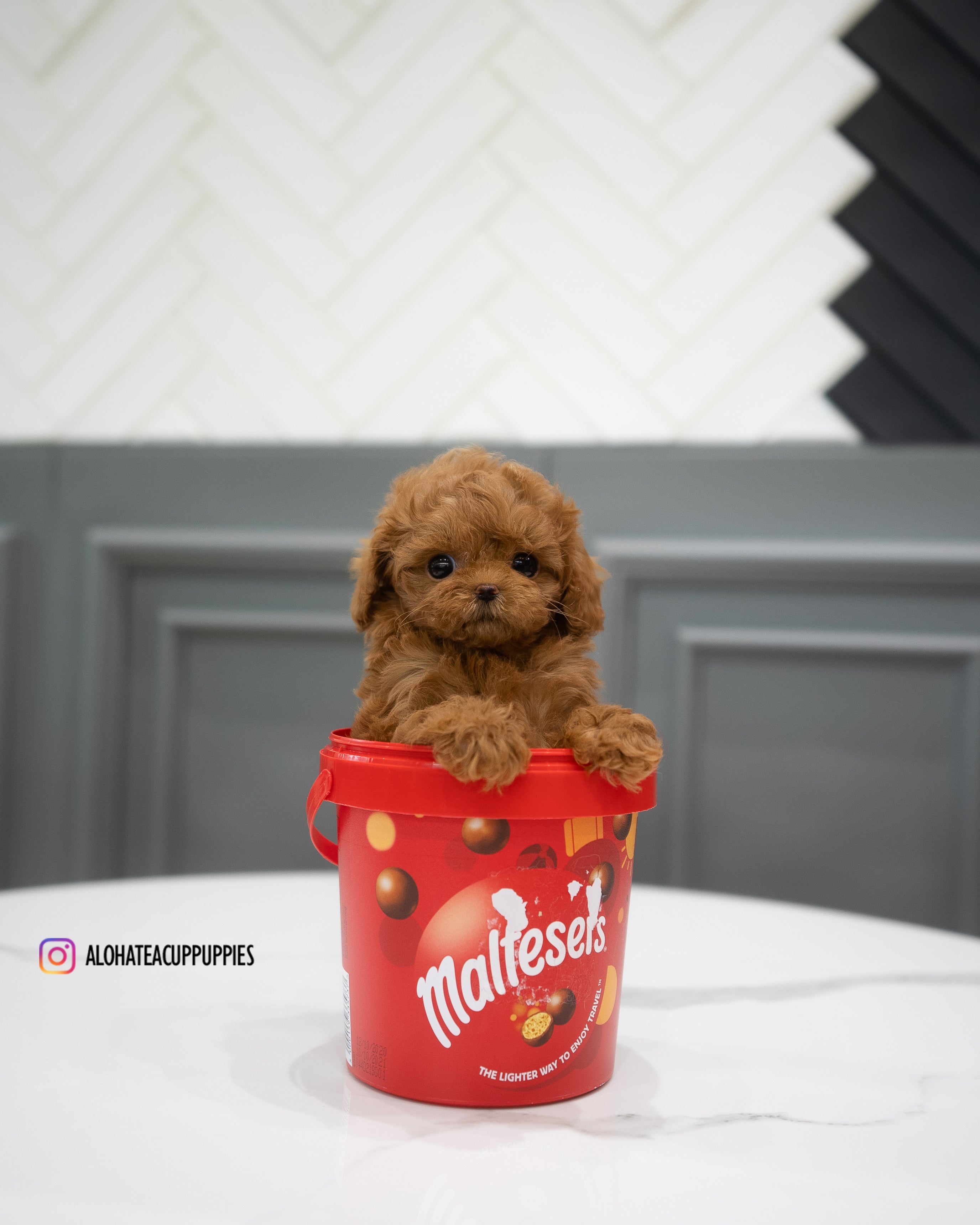 Abby [TEACUP MALTIPOO]