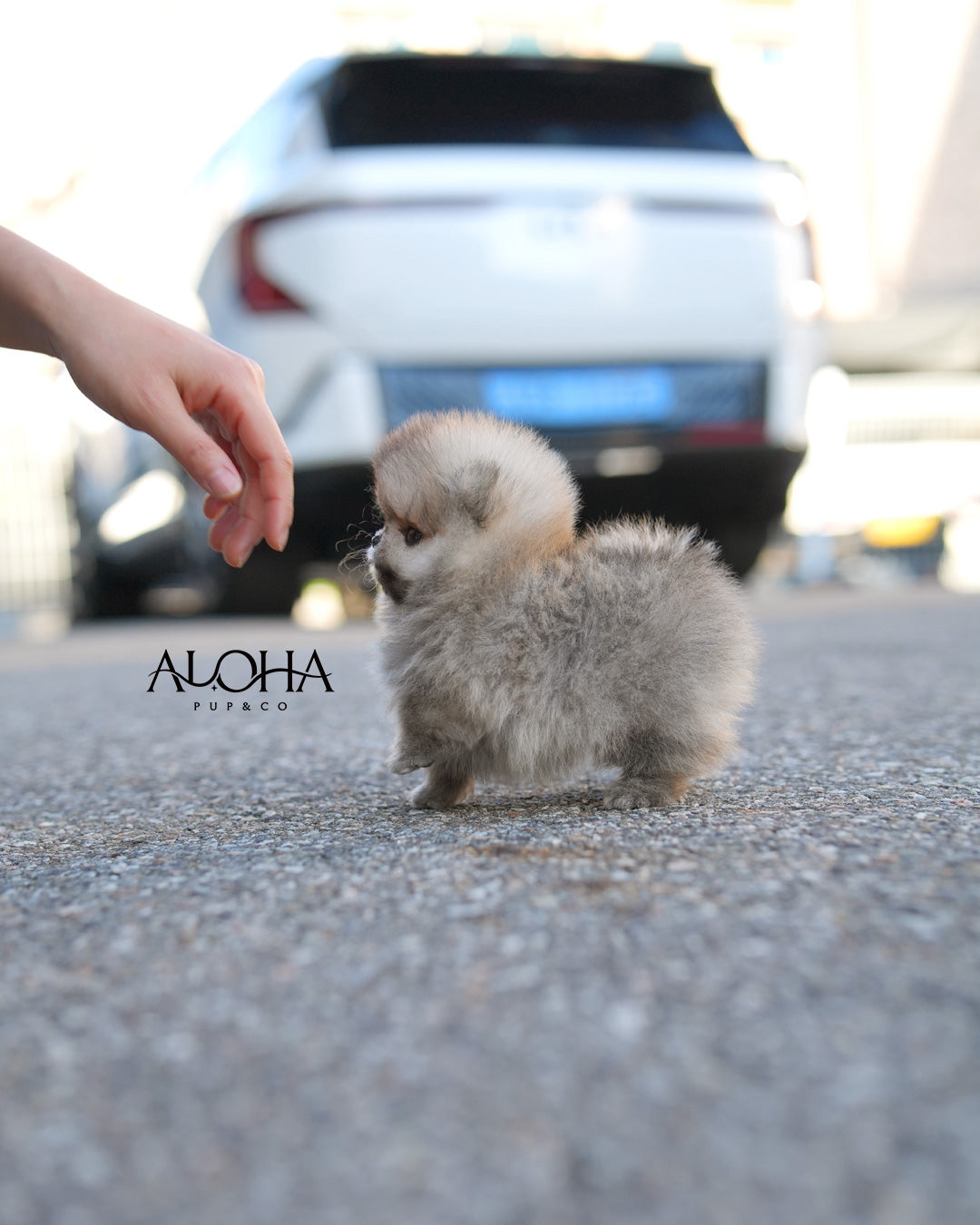 Picky [TEACUP POMERANIAN]