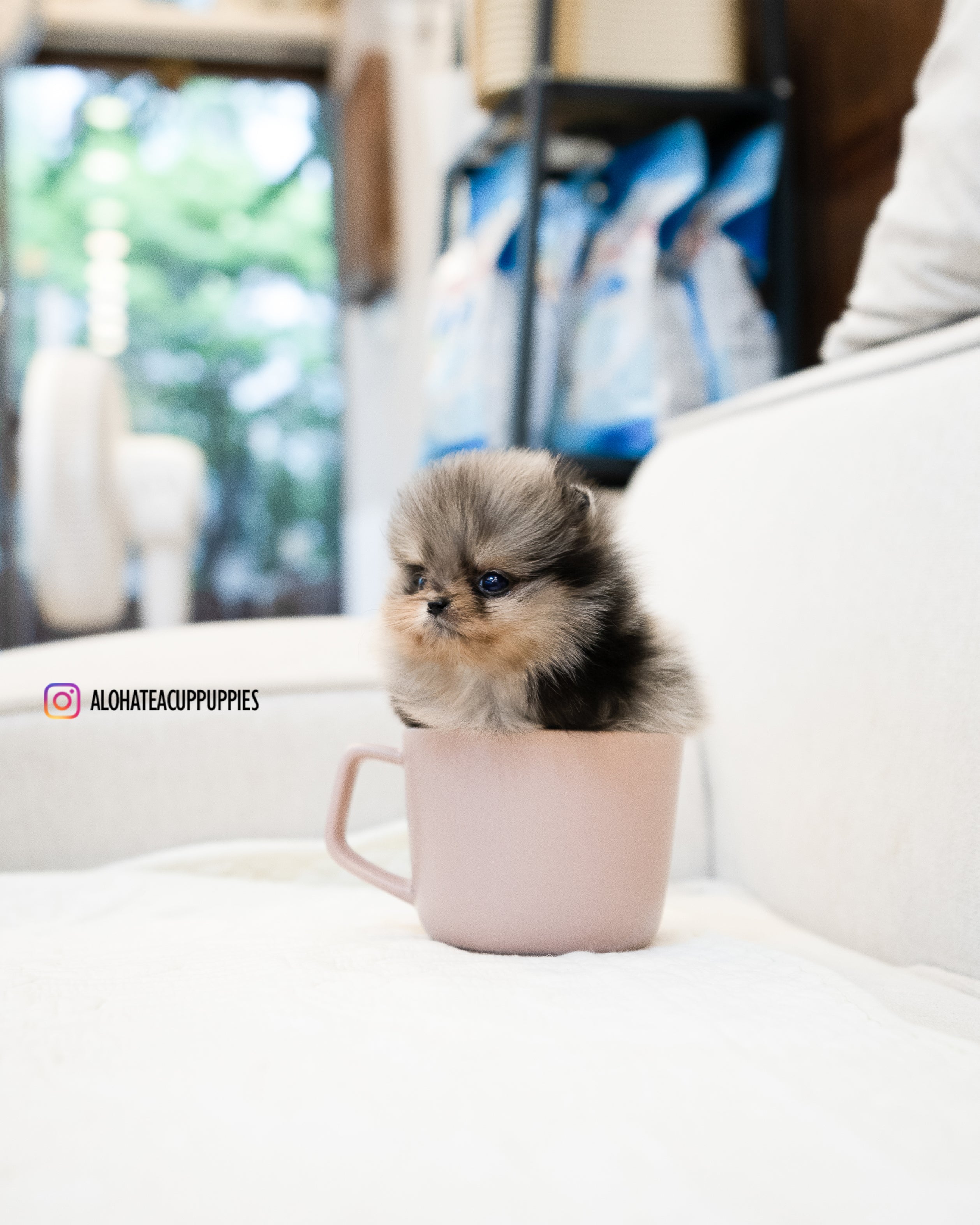 克里斯 [茶杯博美犬]