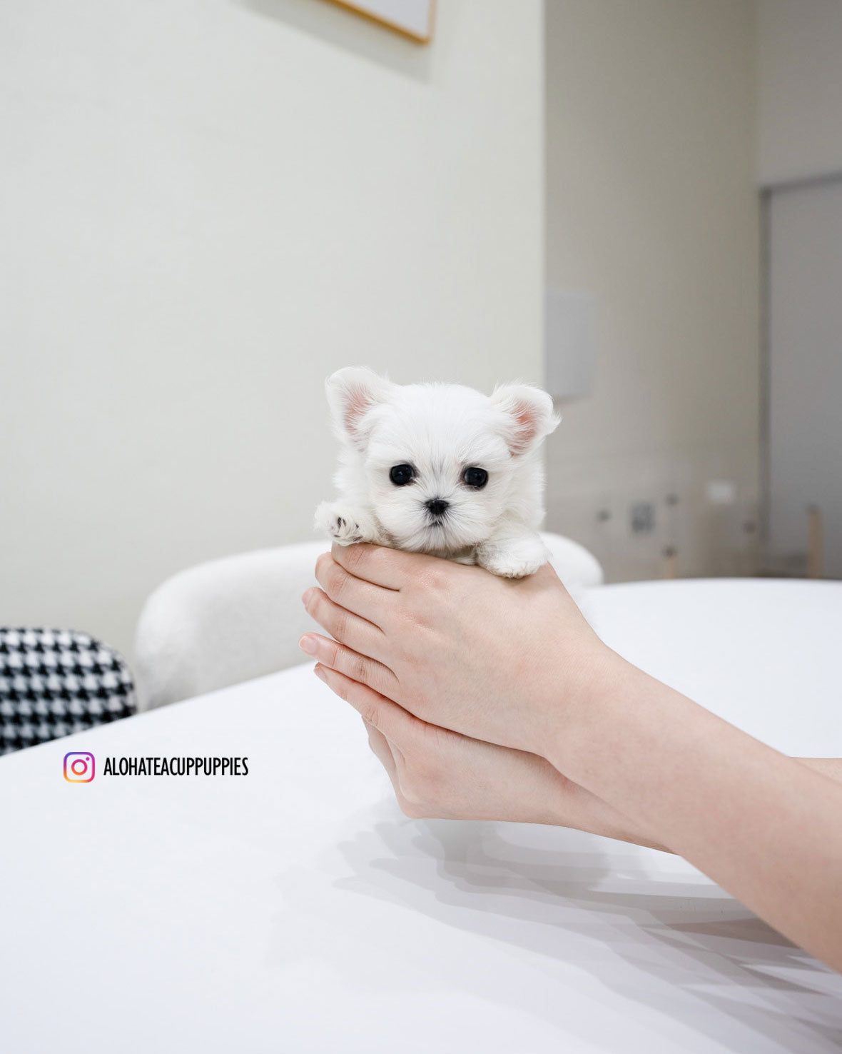 Gian [TEACUP MALTESE]