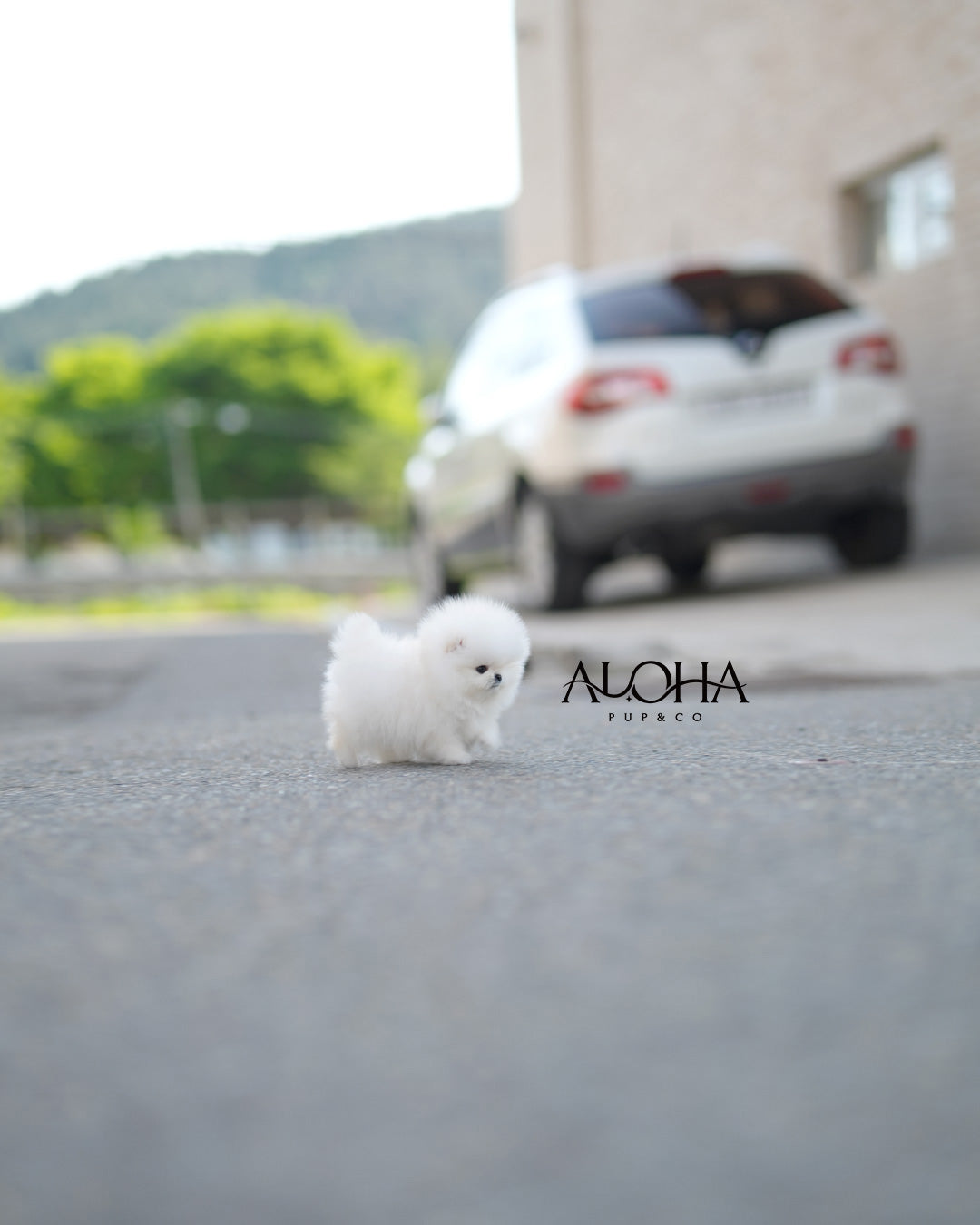 兰博 [茶杯博美犬]