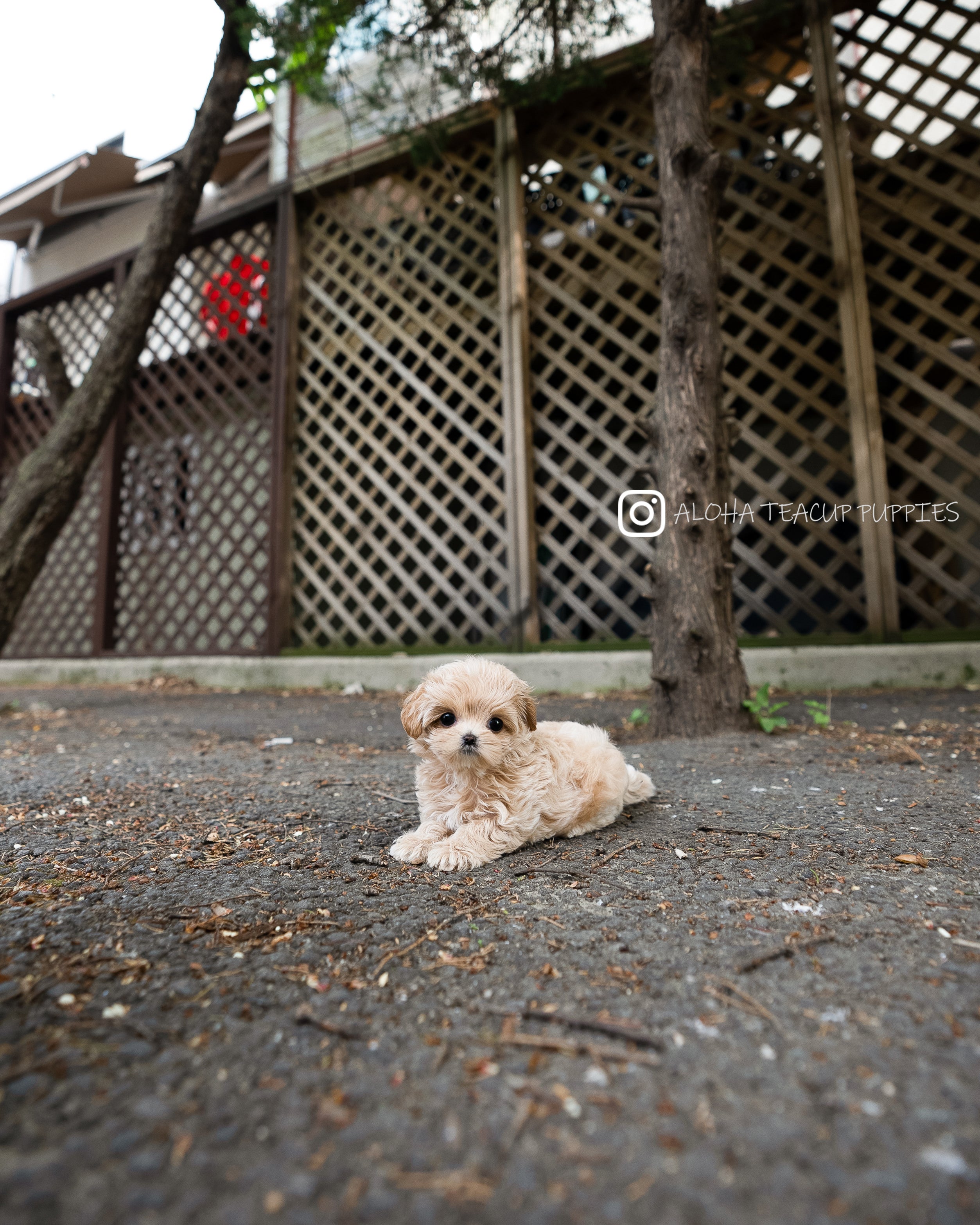 Darcy [TEACUP MALTIPOO]