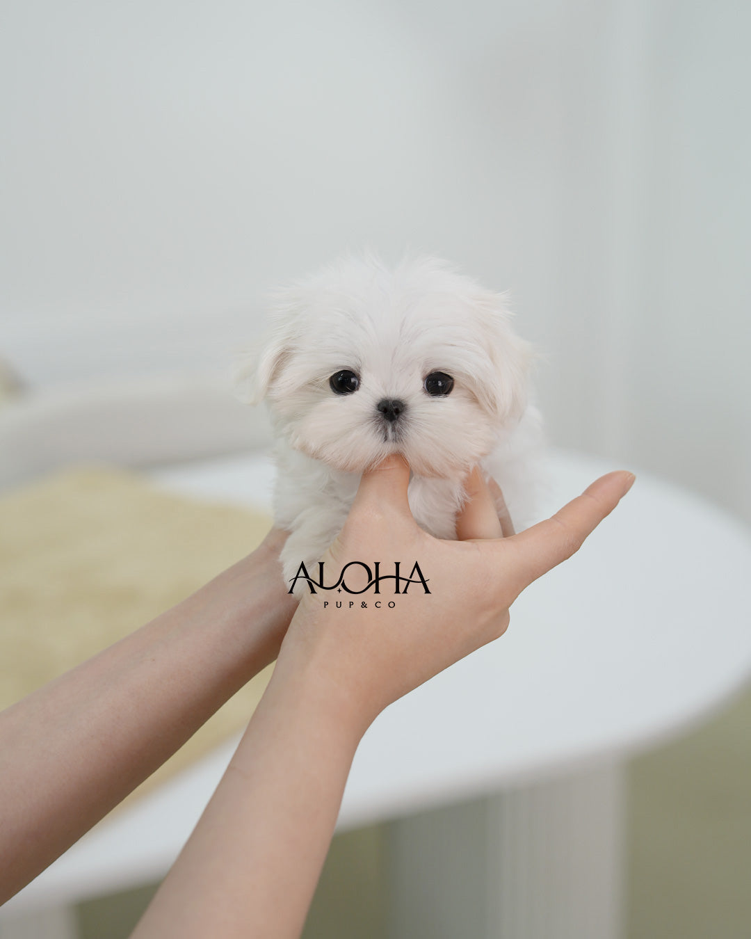 Dove [TEACUP Maltese]