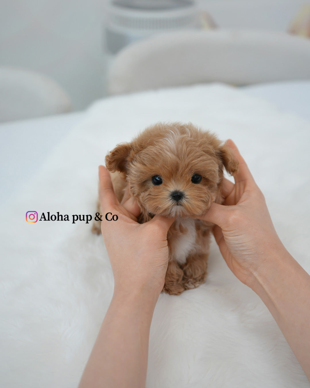 Nala [TEACUP MALTIPOO]