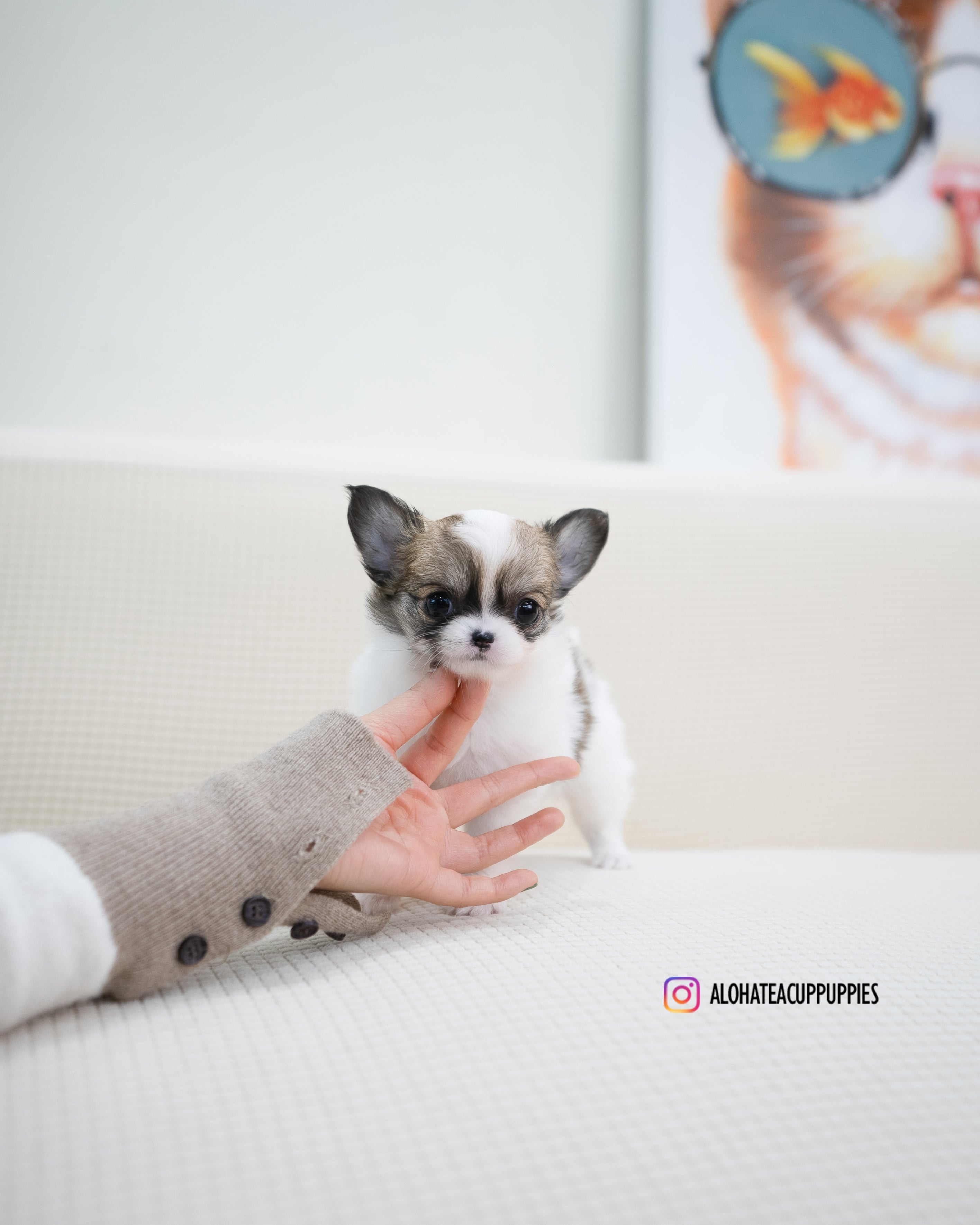 Amy [TEACUP CHIHUAHUA]