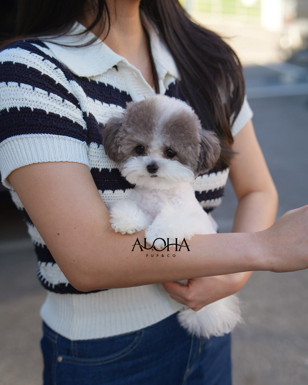 Laurent [Micro Teacup POODLE]