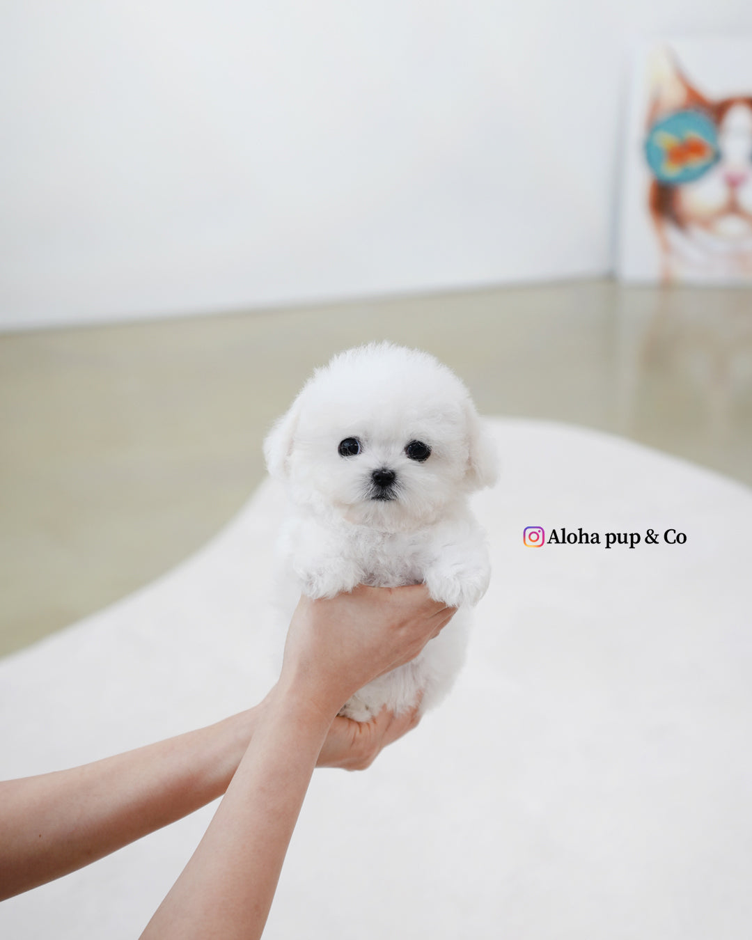 Fifi [TEACUP BICHON]