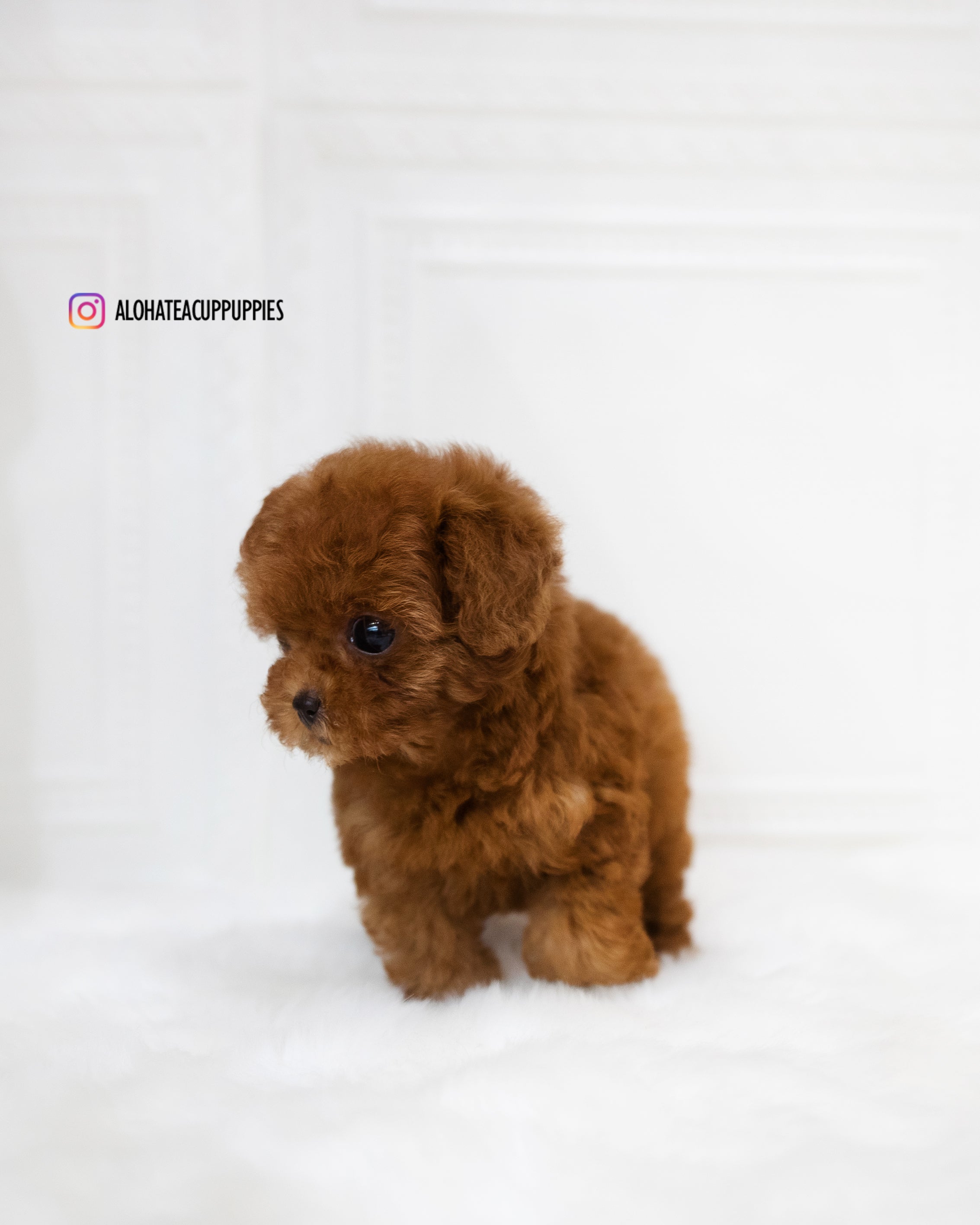 Dorothy [TEACUP POODLE]