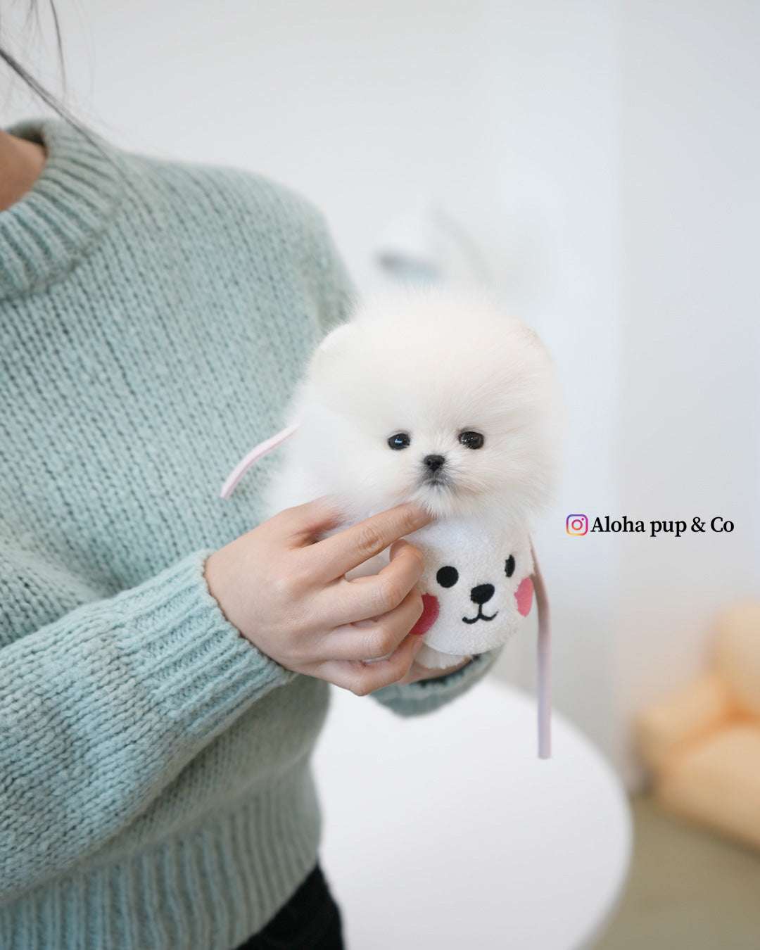 Emily [POMERANIA TAZA DE TÉ]