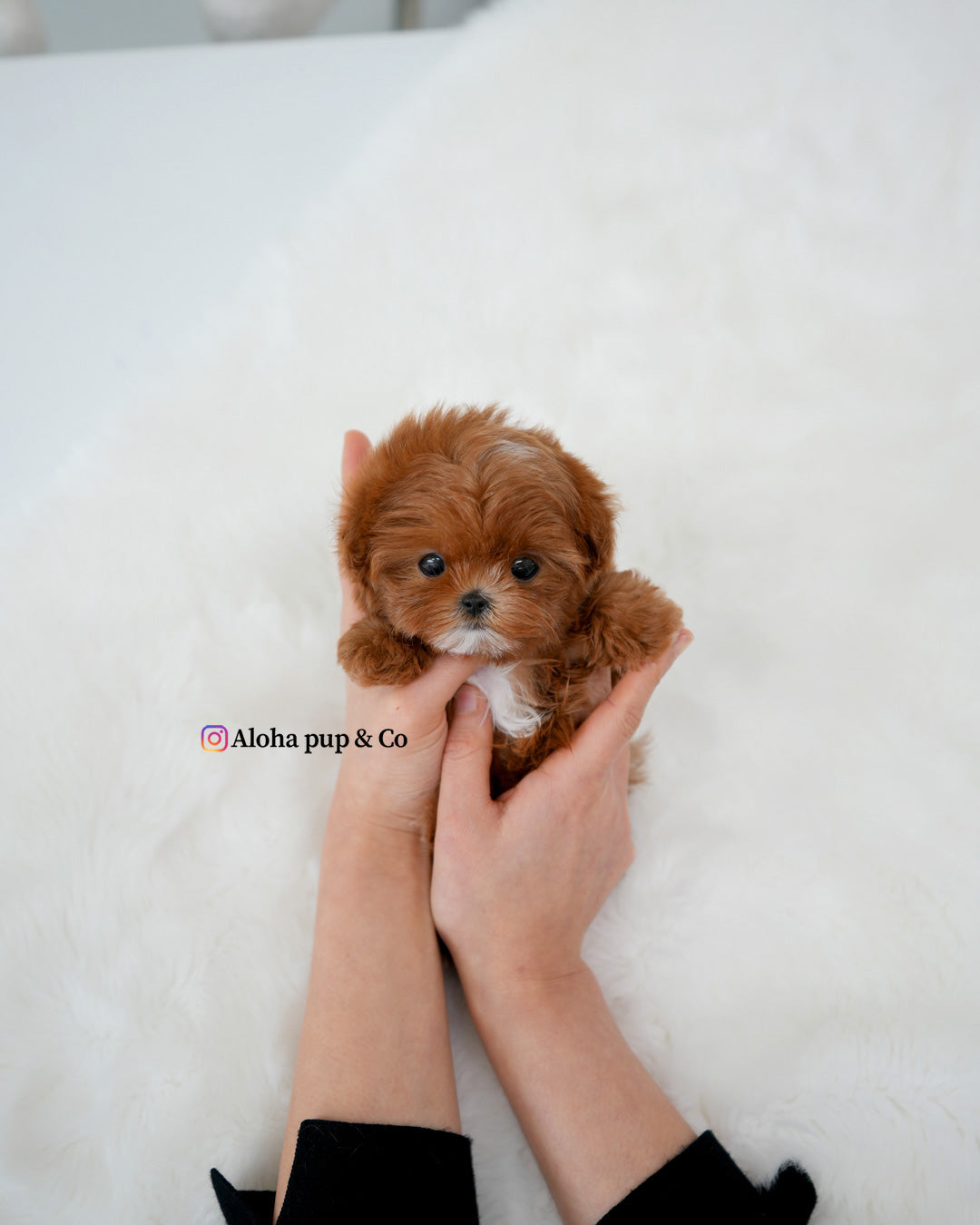 Pearl [TEACUP MALTIPOO]