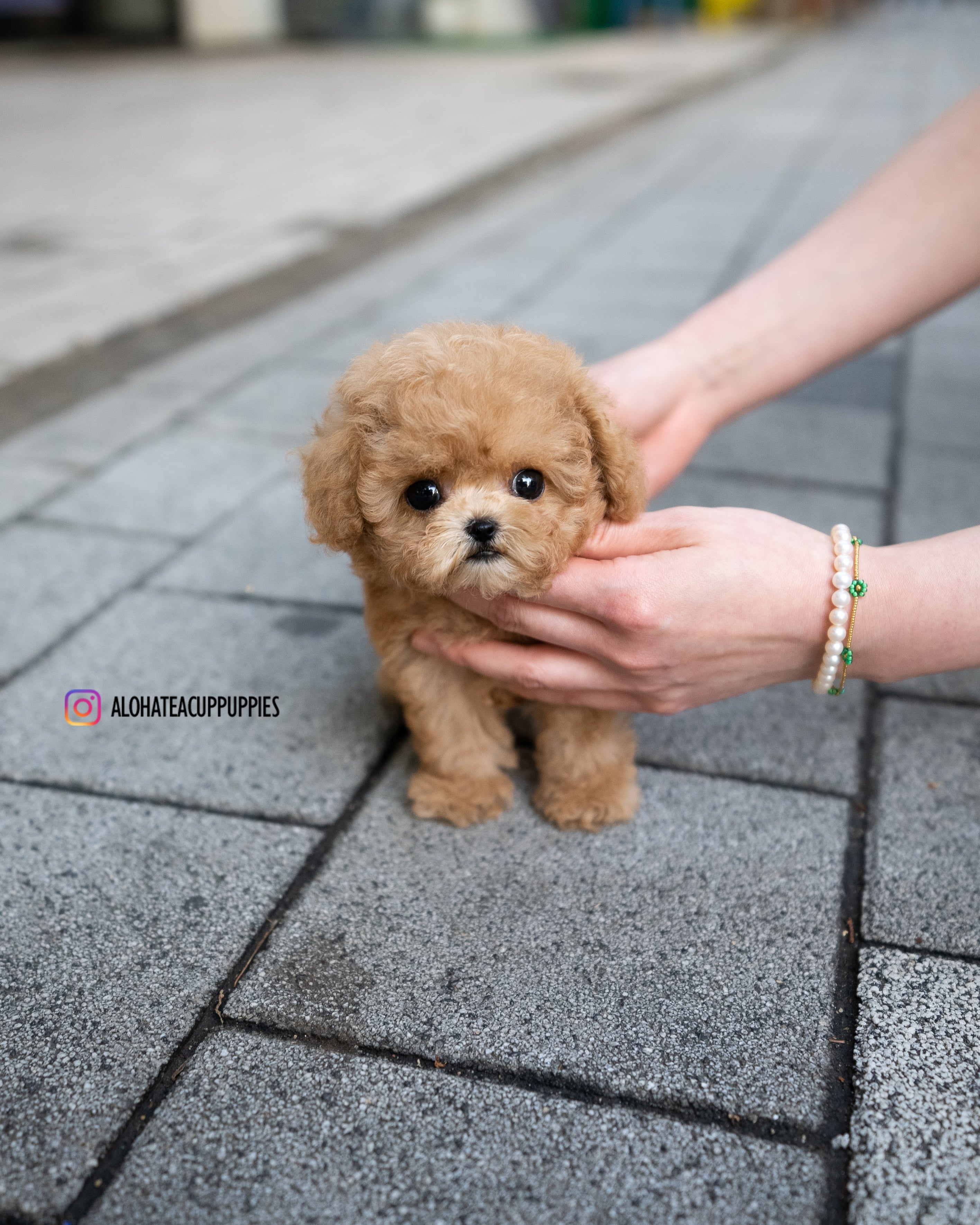 Dolly [TEACUP MALTIPOO]