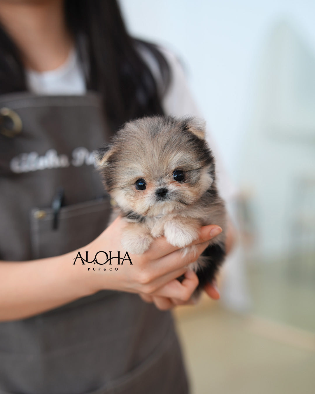 Lexi [TEACUP Maltipom]