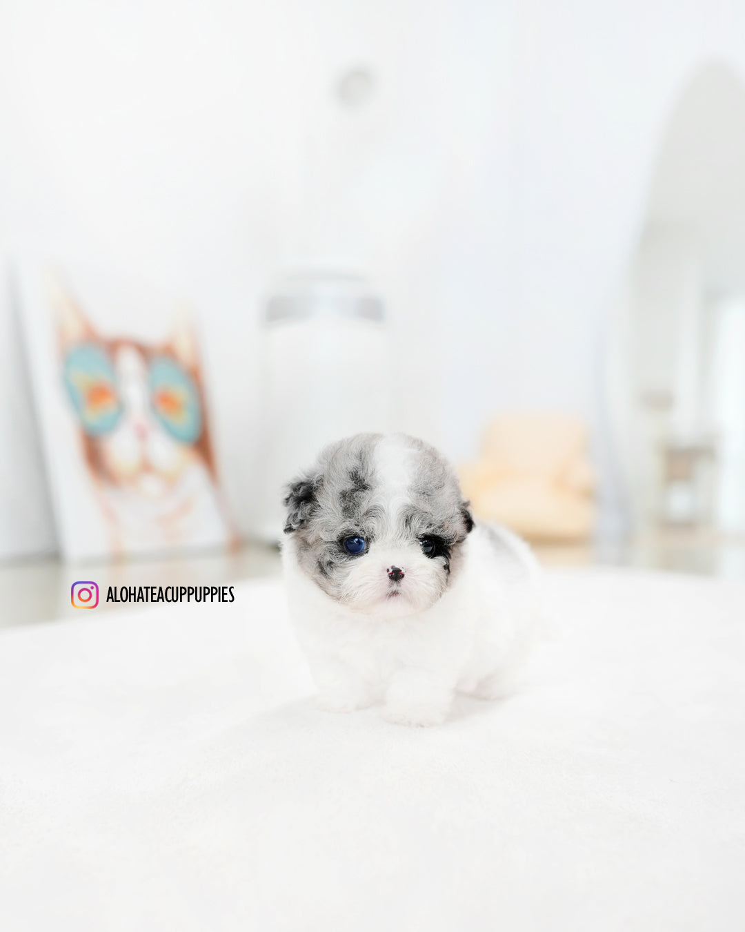 Chloe [TEACUP MALTIPOO]