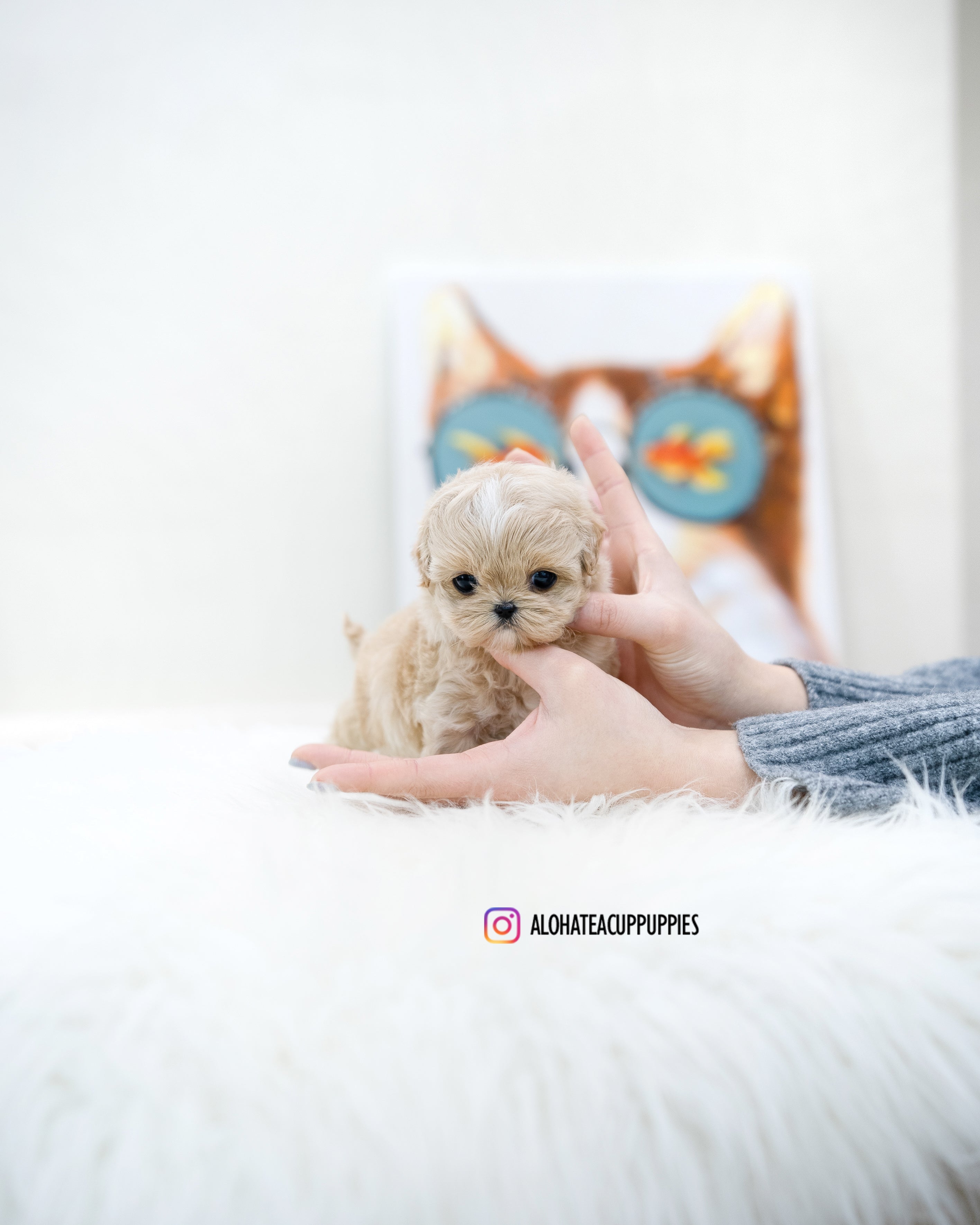 Ronnie [TEACUP MALTIPOO]