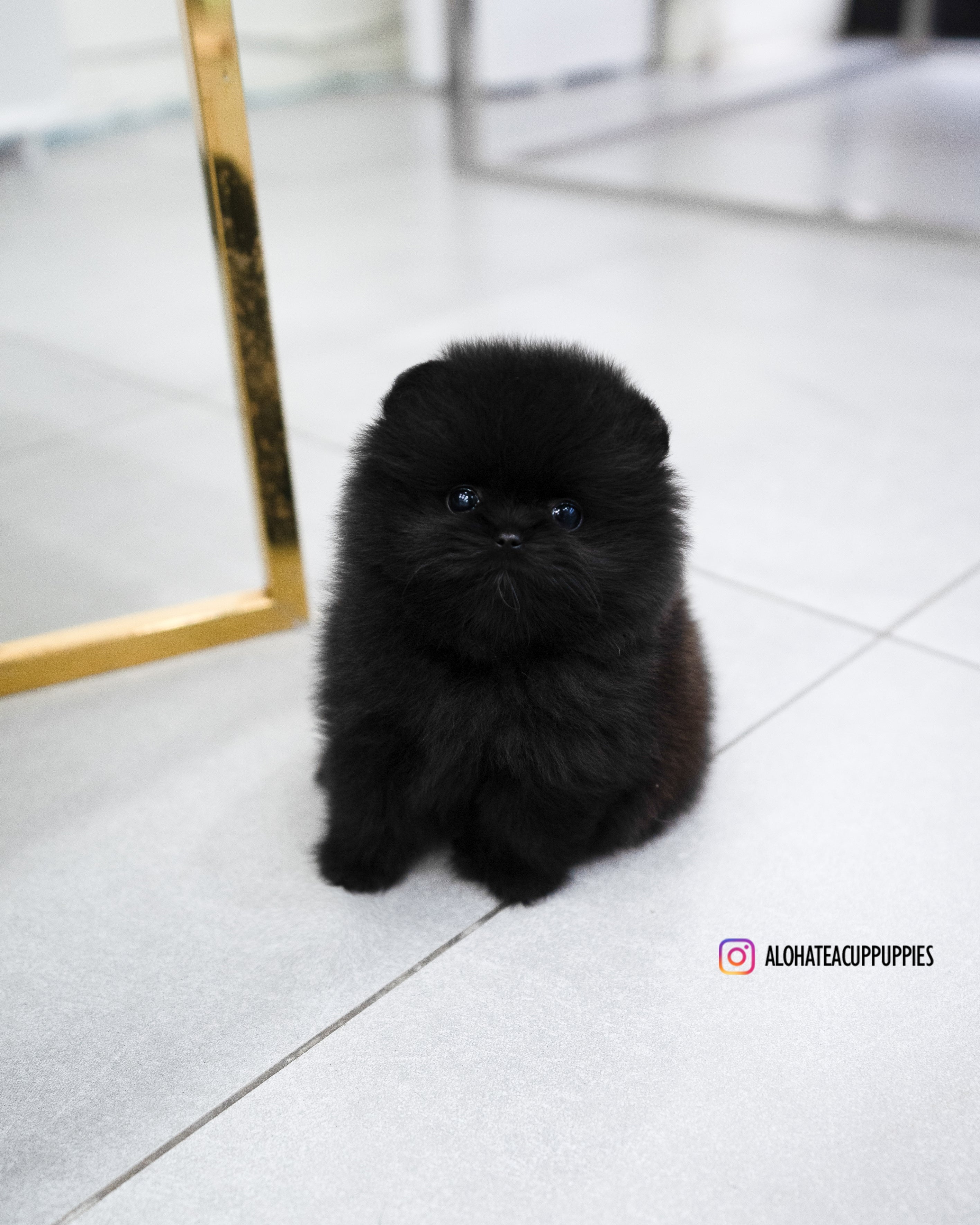 玛戈 [茶杯博美犬]