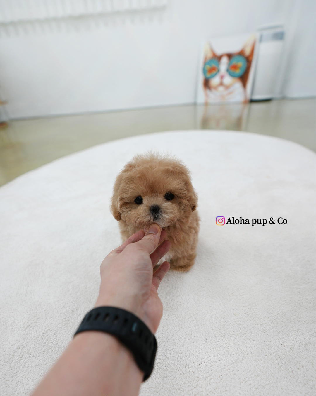 Lexi [TEACUP MALTIPOO]