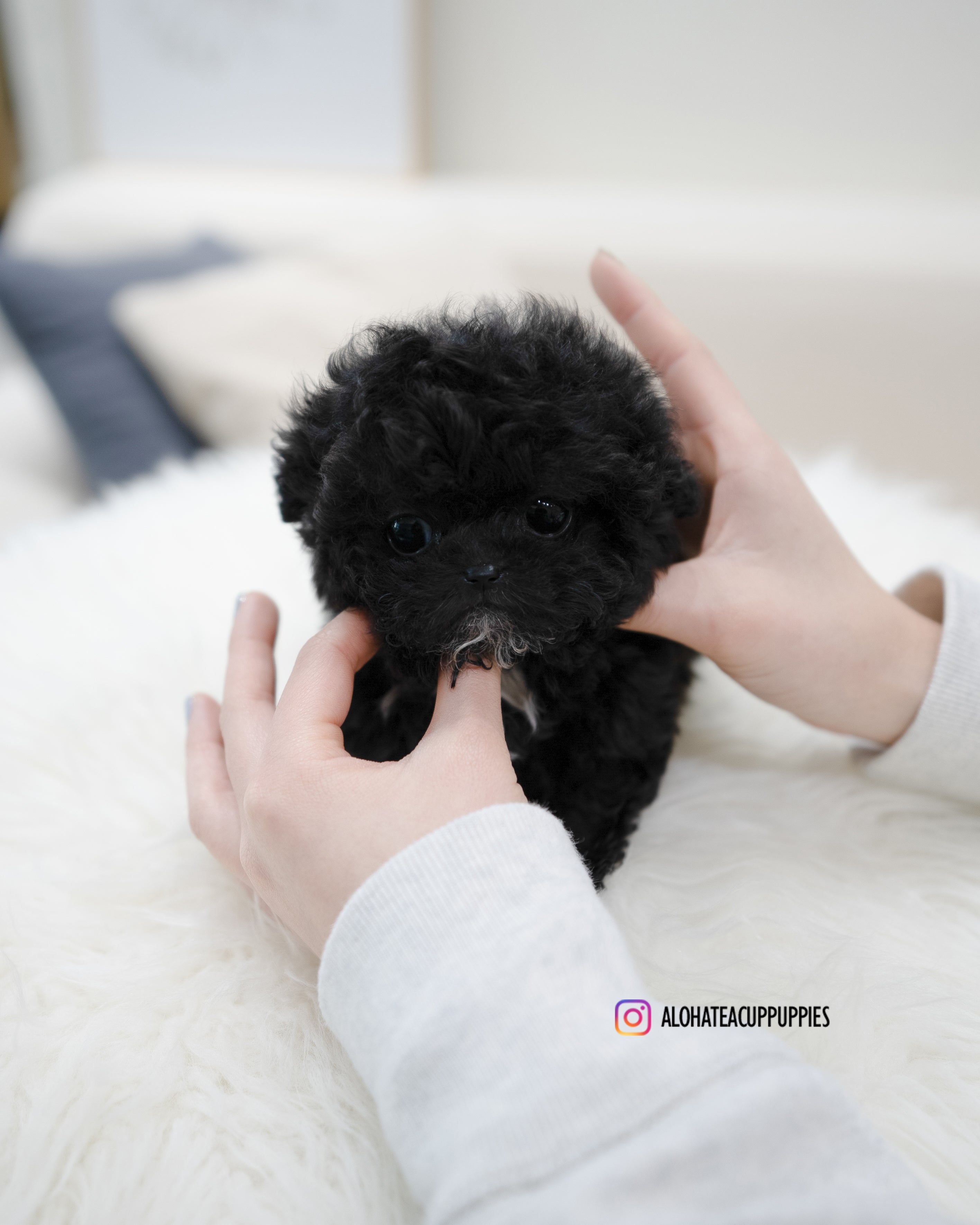 Mael [TEACUP POODLE]
