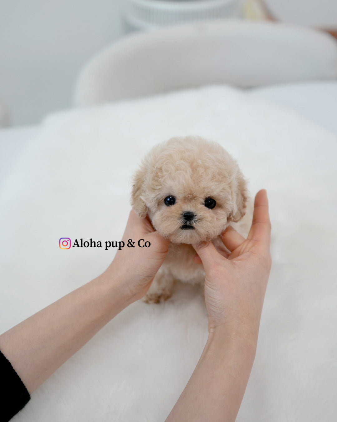 Rina [TEACUP MALTIPOO]