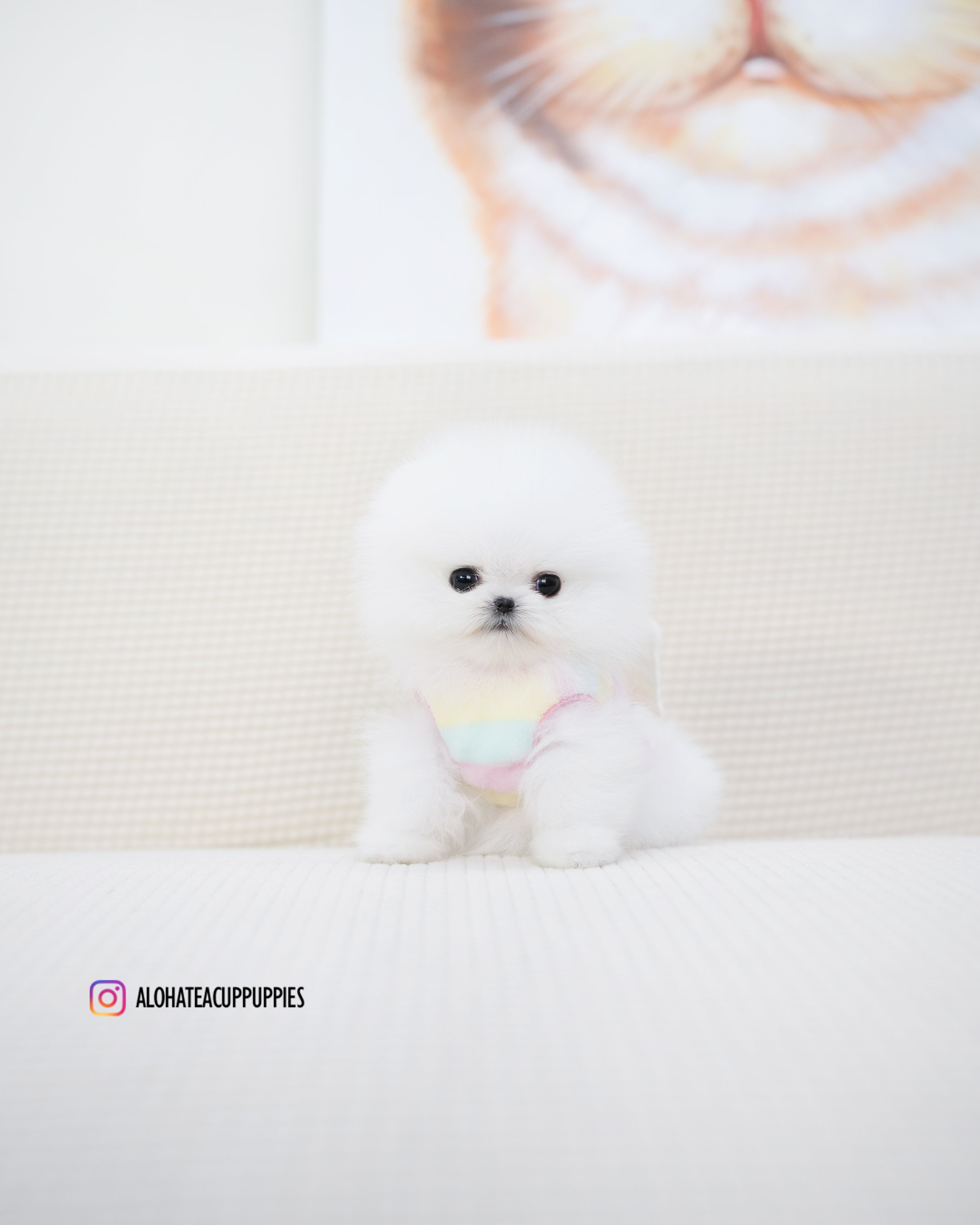 Milk [POMERANIA TAZA DE TÉ]