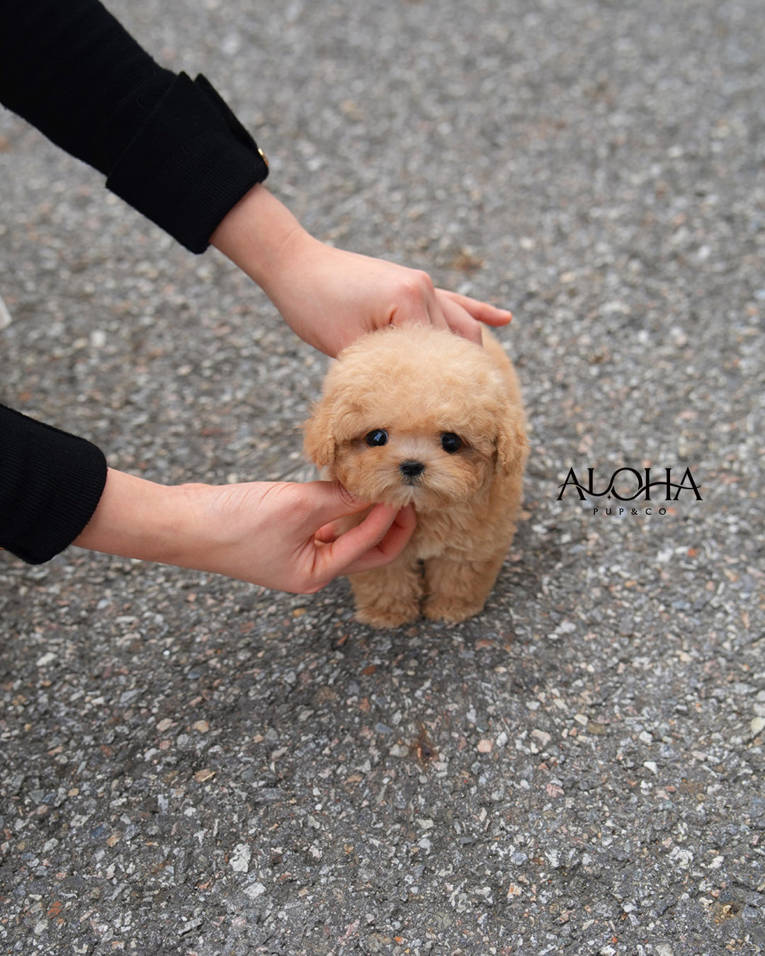Rory [TEACUP POODLE]
