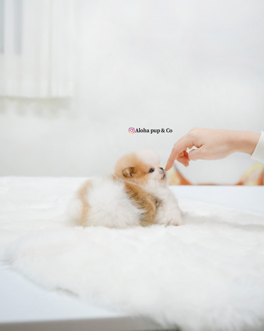 Celine [POMERANIA TAZA DE TÉ]