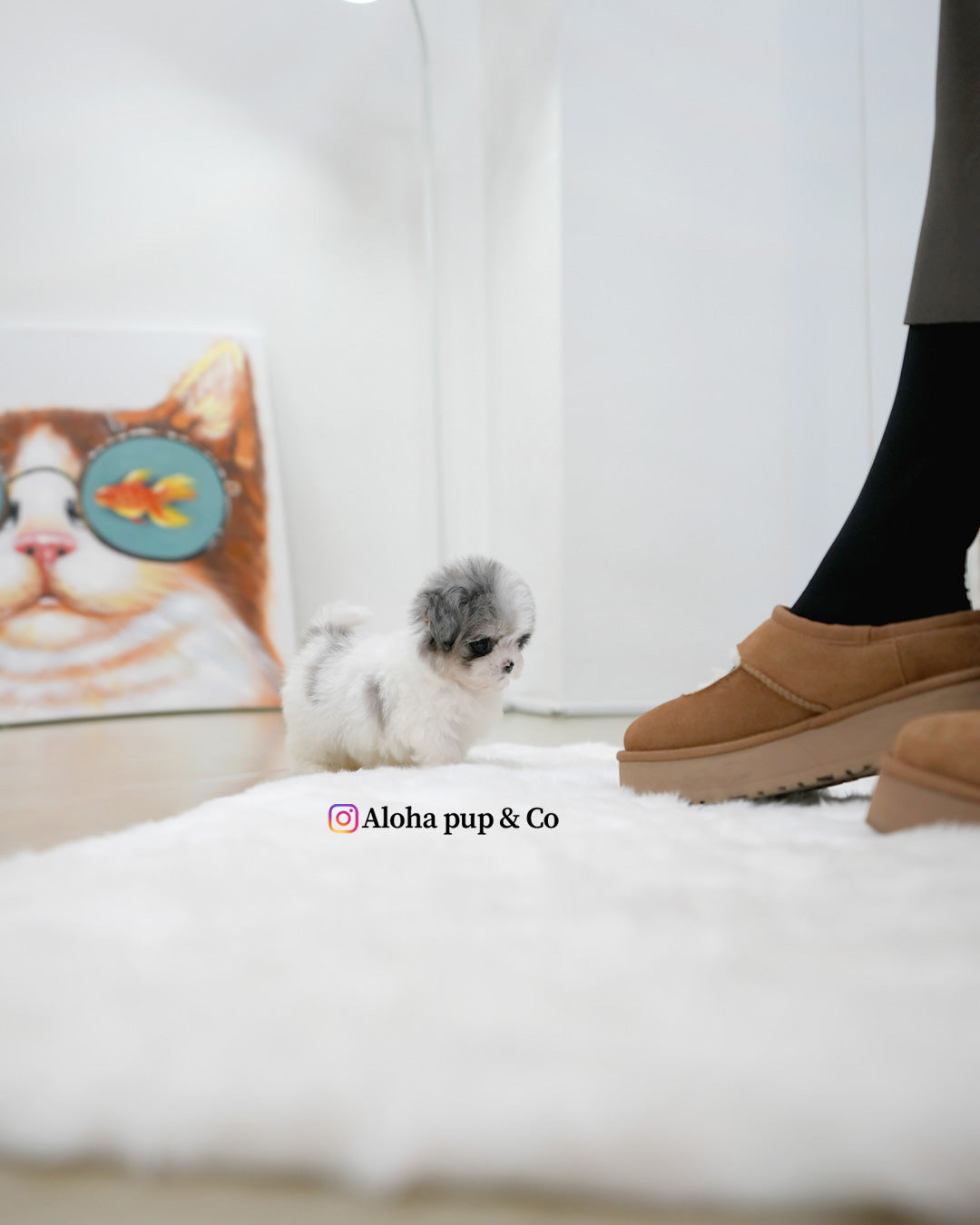 Miso [TEACUP MALTIPOO]