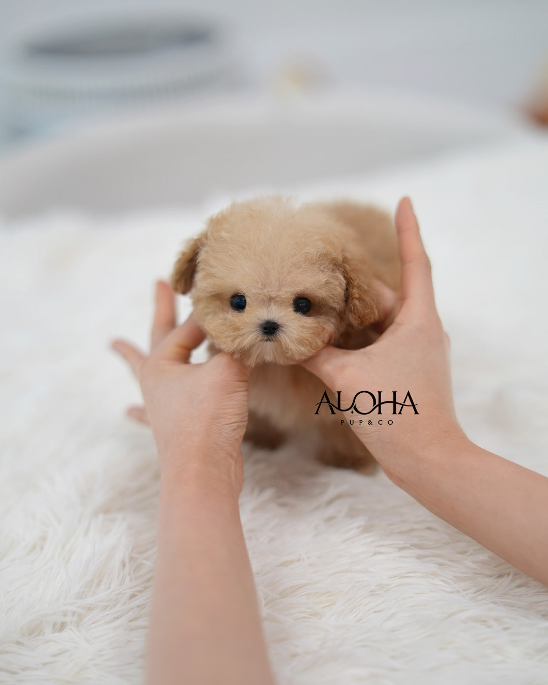 Leon [TEACUP POODLE]