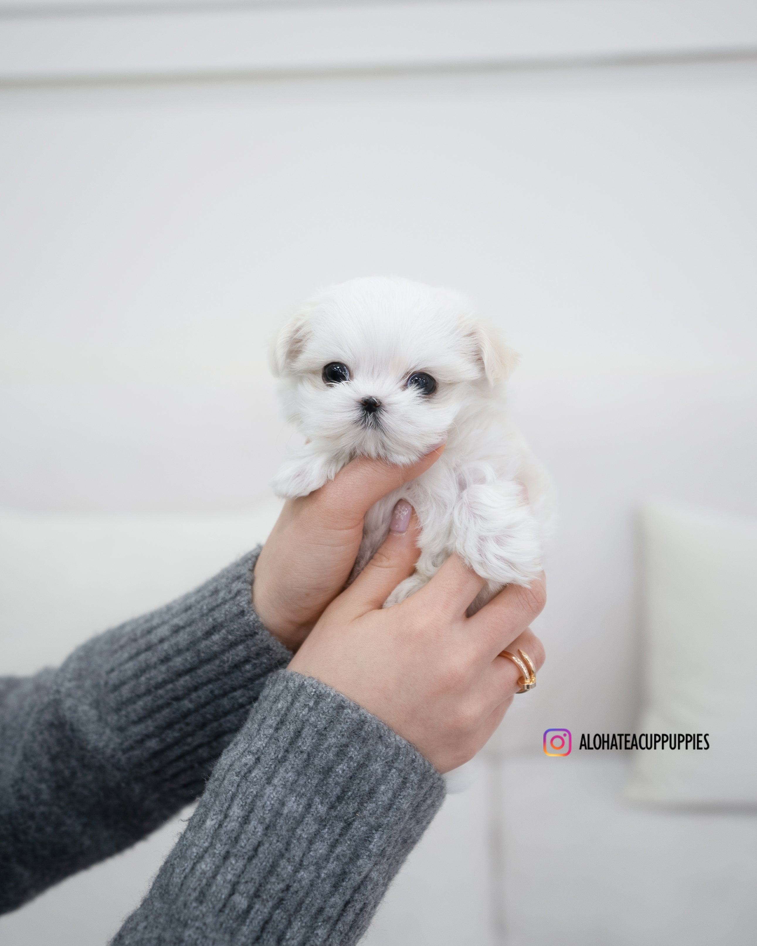 Ivy [TEACUP MALTESE]
