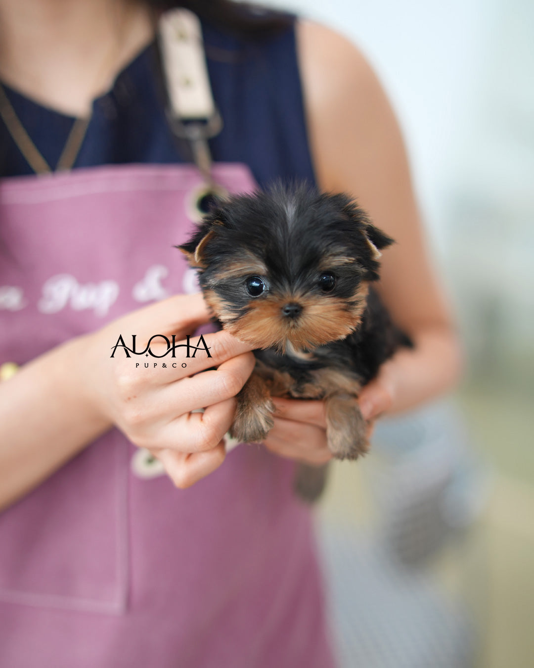 Amber [Teacup Yorkie]